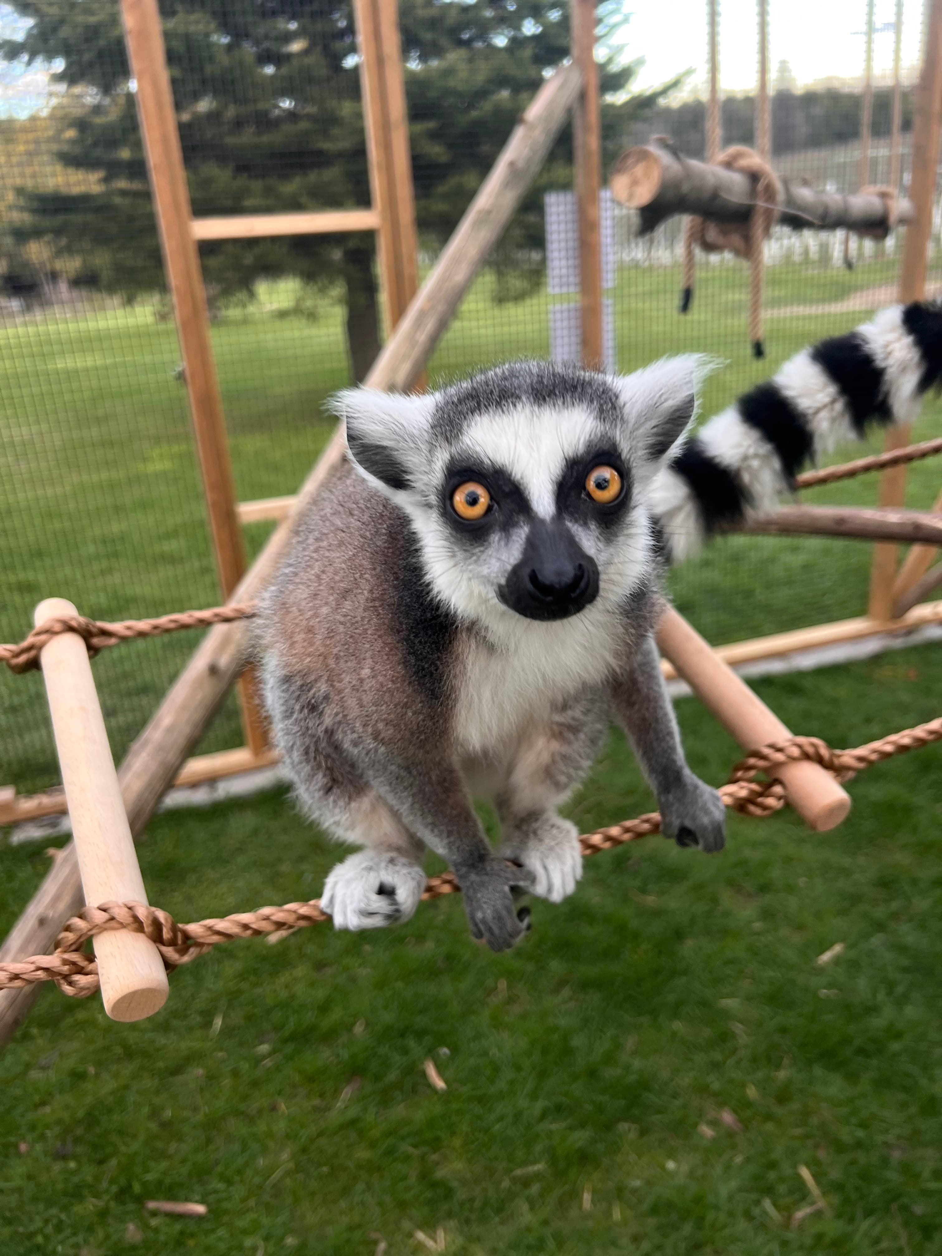 A ring-tailed lemur crouches on a rope bridge in its enclosure, looking straight at the camera
