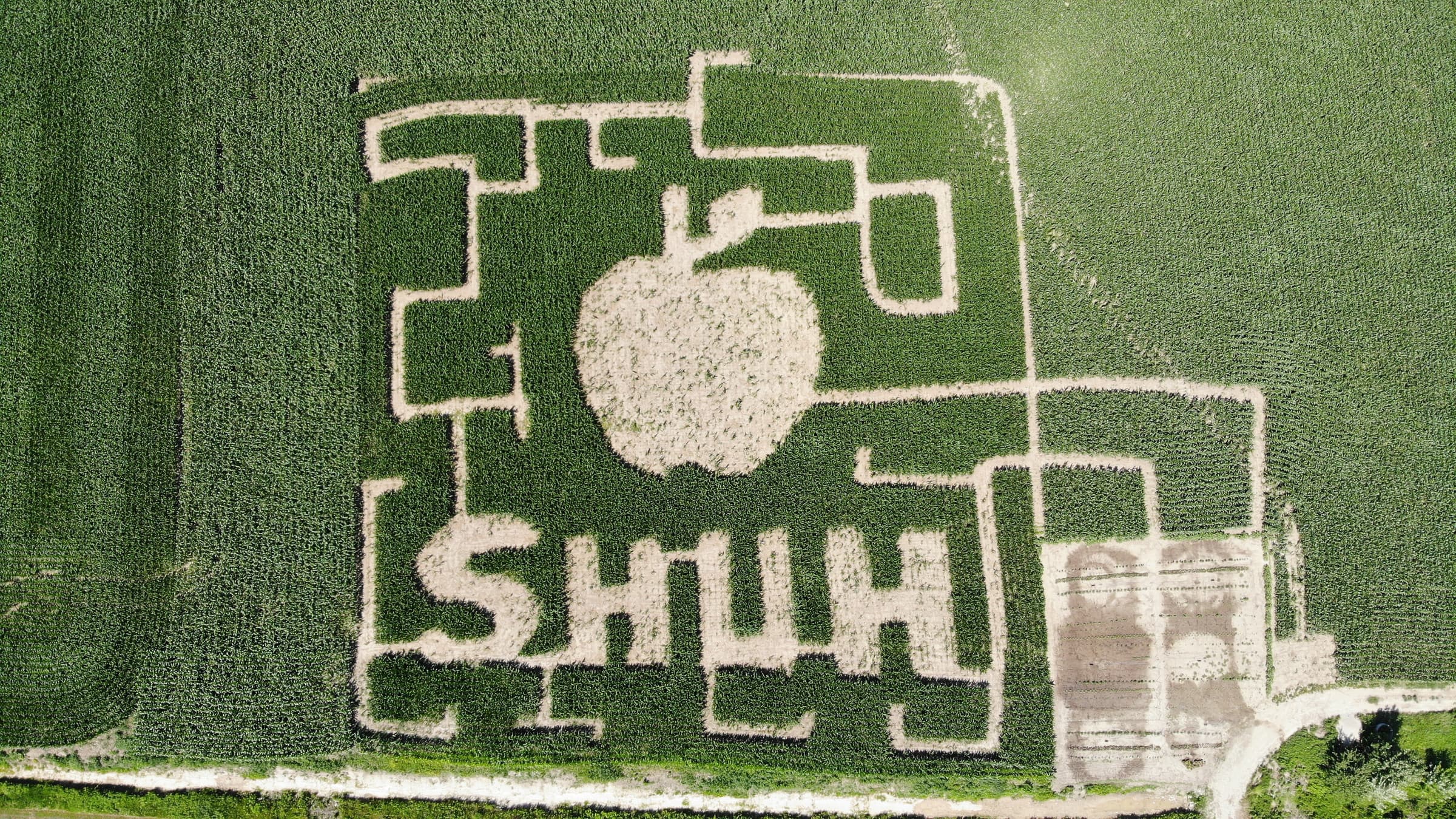 The Shuh Orchards corn maze seen from straight above, its paths cut in the shape of an apple over the word SHUH