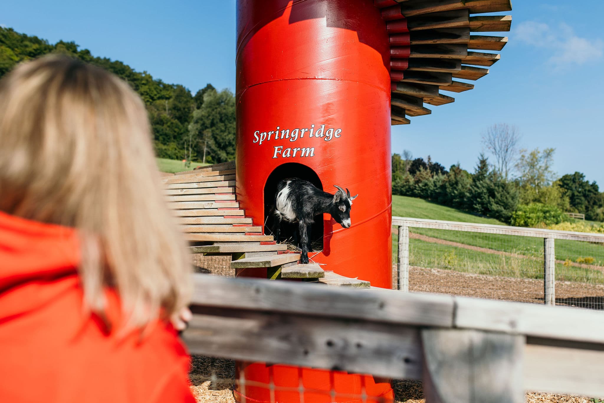 A small black and white goat steps out of the red Springridge Farm goat tower onto its wooden ramp, with the escarpment trees behind