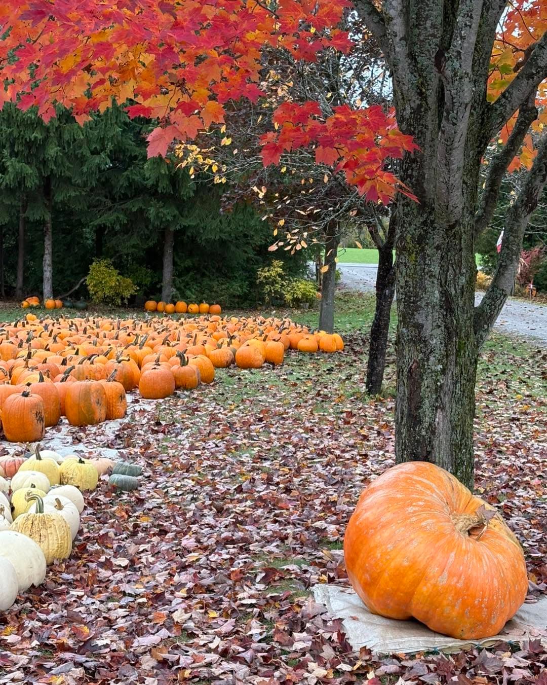 Rows of orange pumpkins and white and cream pumpkins laid out on fallen leaves under a red maple, with a giant pumpkin on a sack by the tree