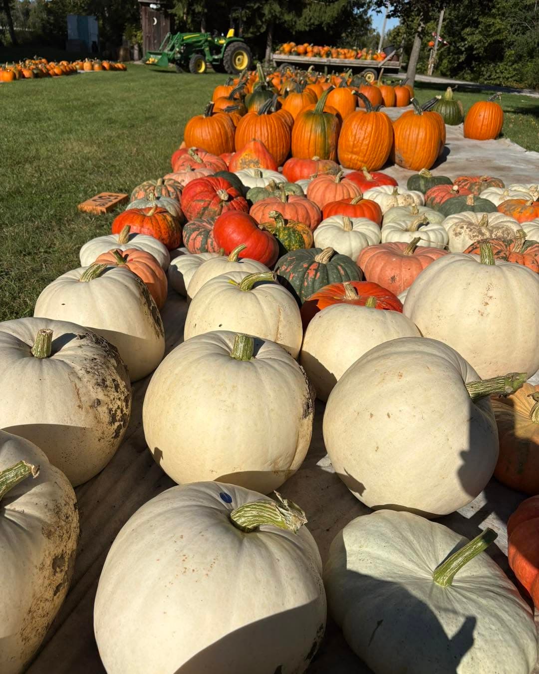 A long table of white, orange, green and speckled pumpkins and squash in the sun, with a green tractor and a wagon of pumpkins behind