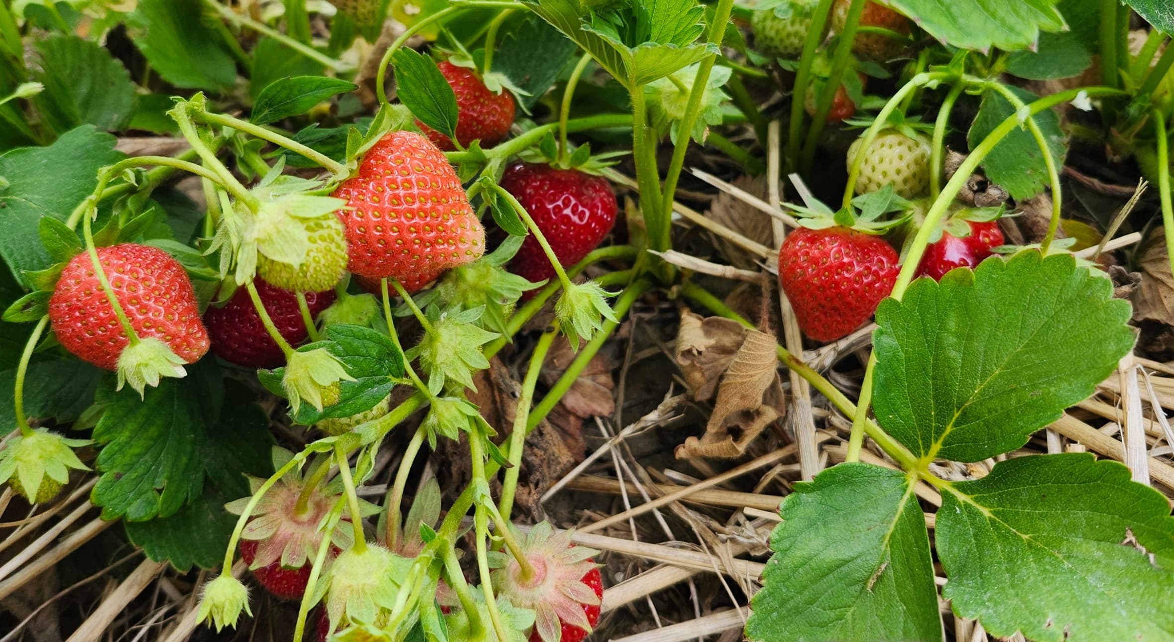 Ripe red strawberries and green unripe berries hanging from plants above straw mulch in the field