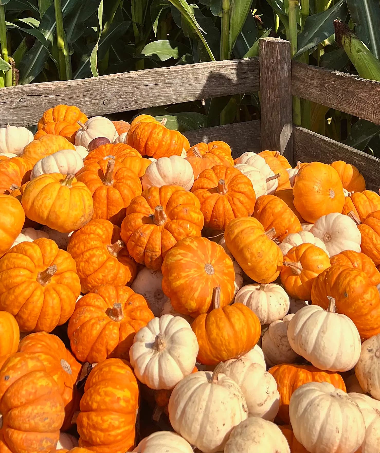 A weathered wooden crate heaped with miniature orange and white pumpkins in front of tall green corn stalks