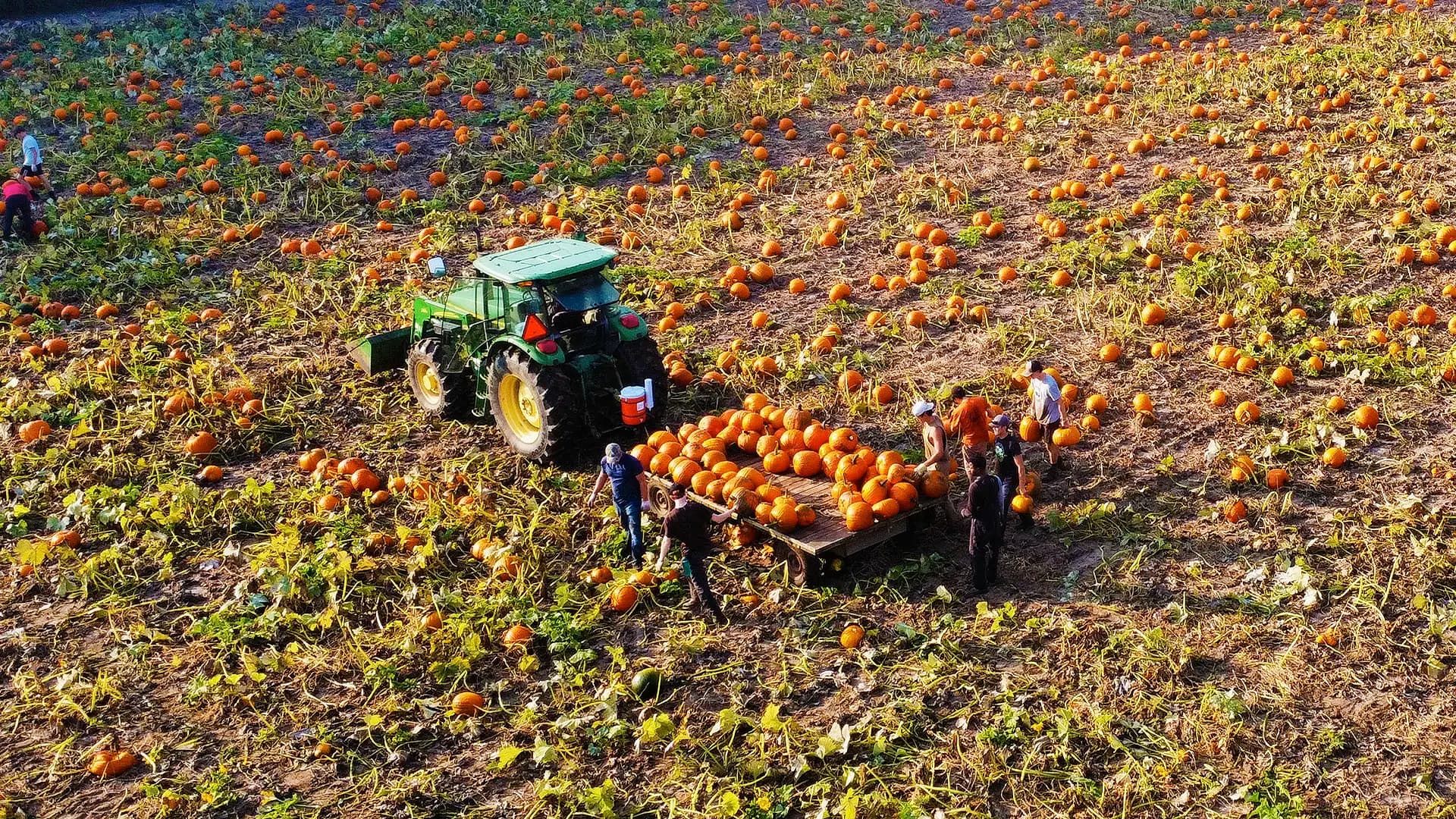 Seen from above, a green tractor and a wagon heaped with orange pumpkins in a field scattered with pumpkins, with a crew loading the wagon