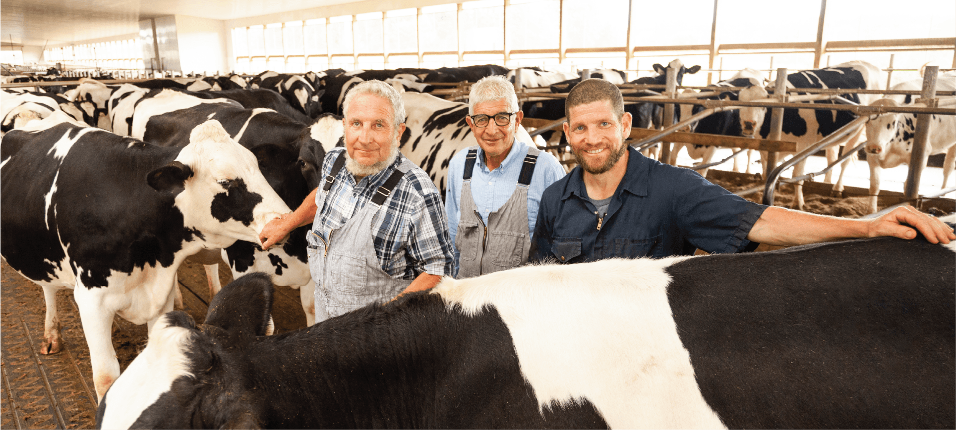 Three men of the Loewith family smile among their Holstein cows in the barn, two older men in overalls and a younger man in navy coveralls