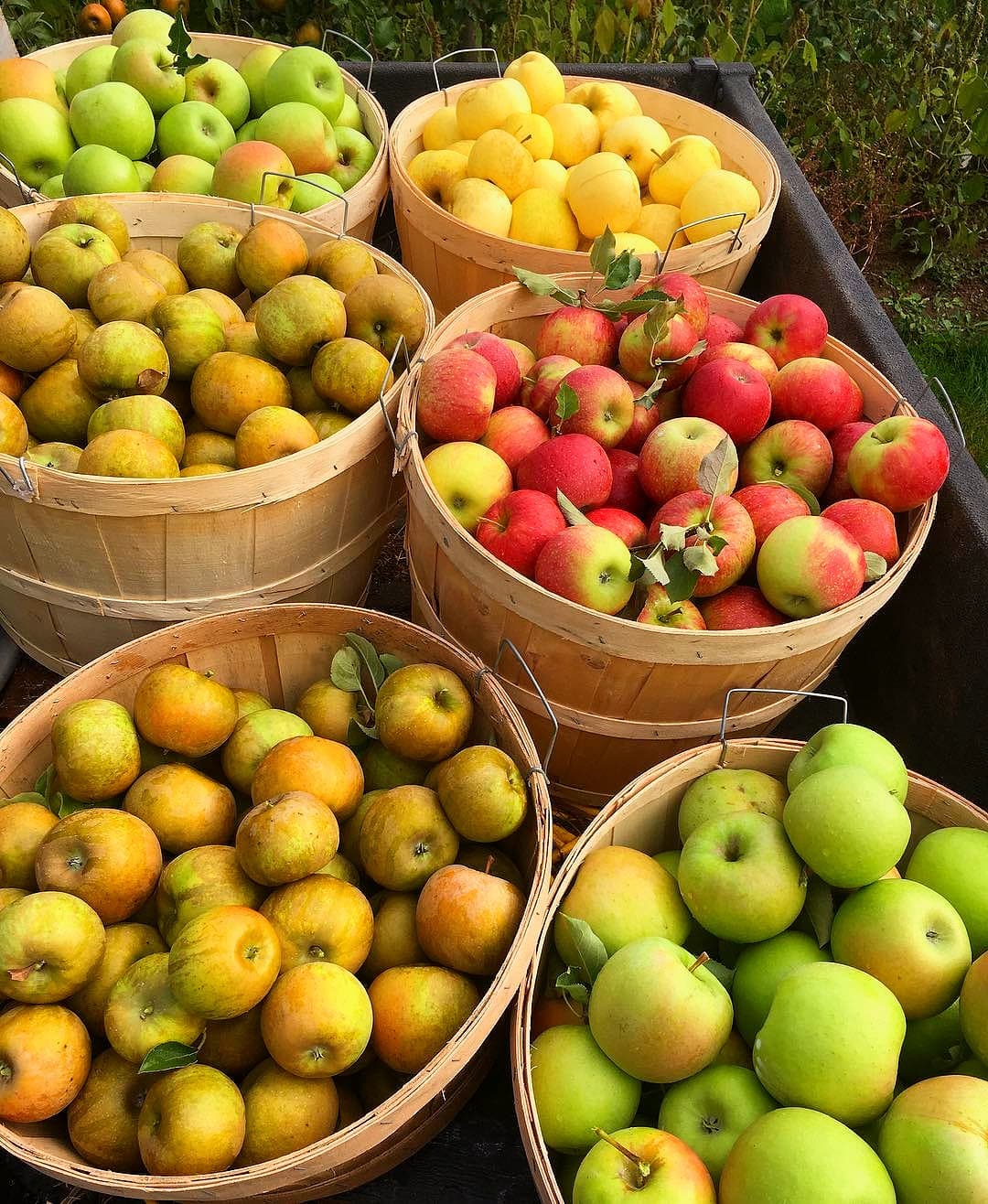Six bushel baskets of freshly picked apples in red, yellow, green and russet varieties