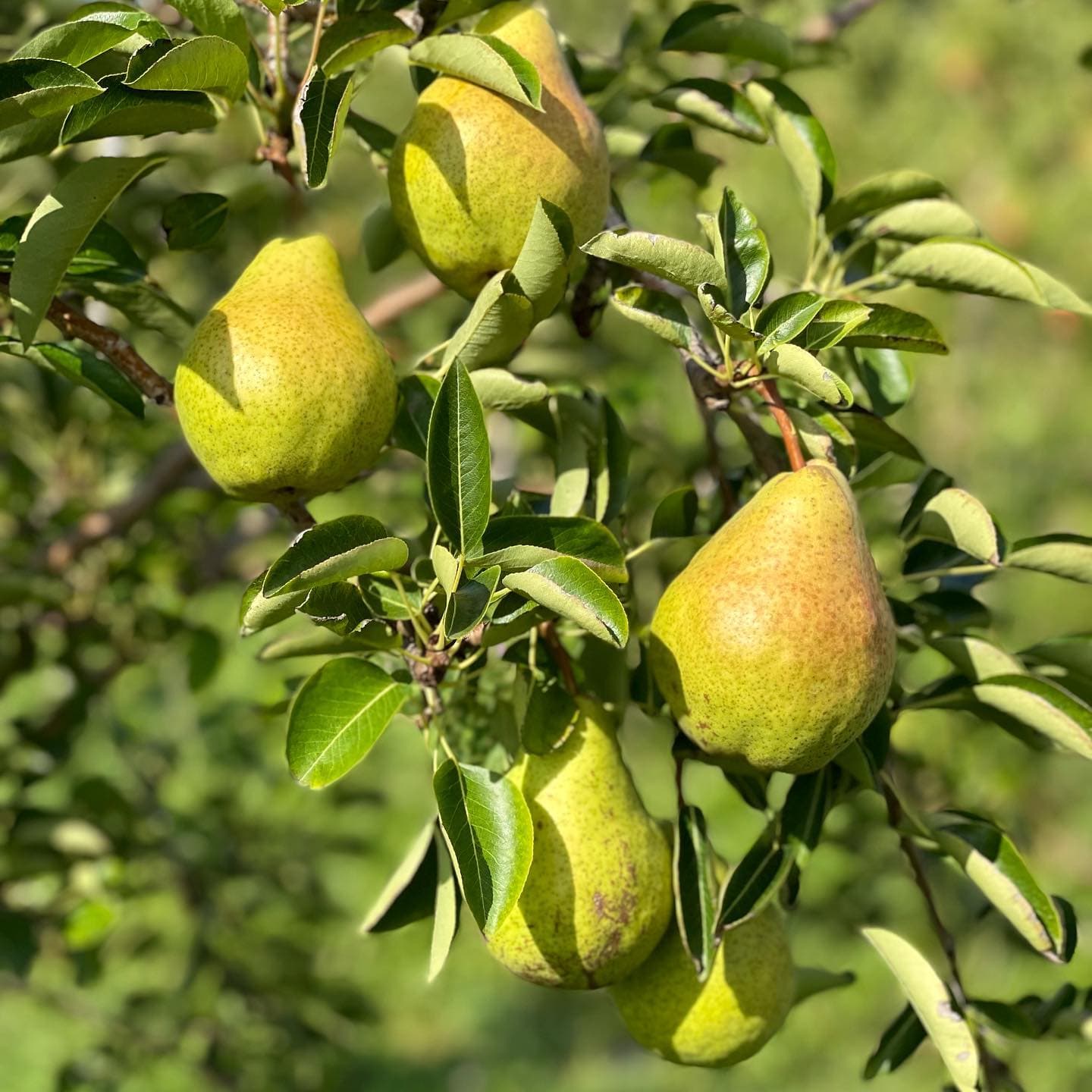 Ripe green-yellow pears hanging among the leaves of a pear tree in sunshine