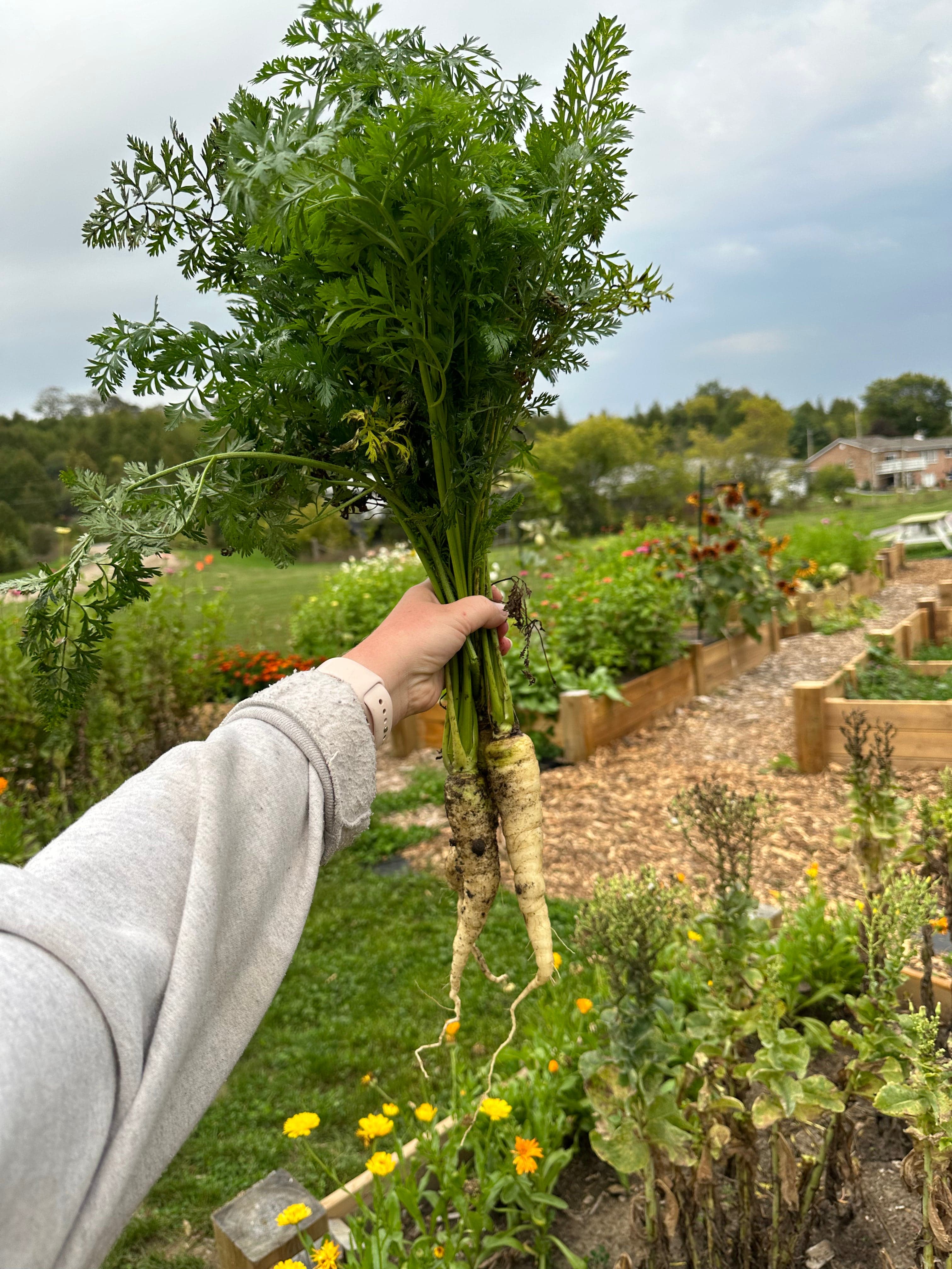 A hand holding a bunch of freshly pulled white carrots with their tops, over the farm's wooden raised beds and wood-chip paths