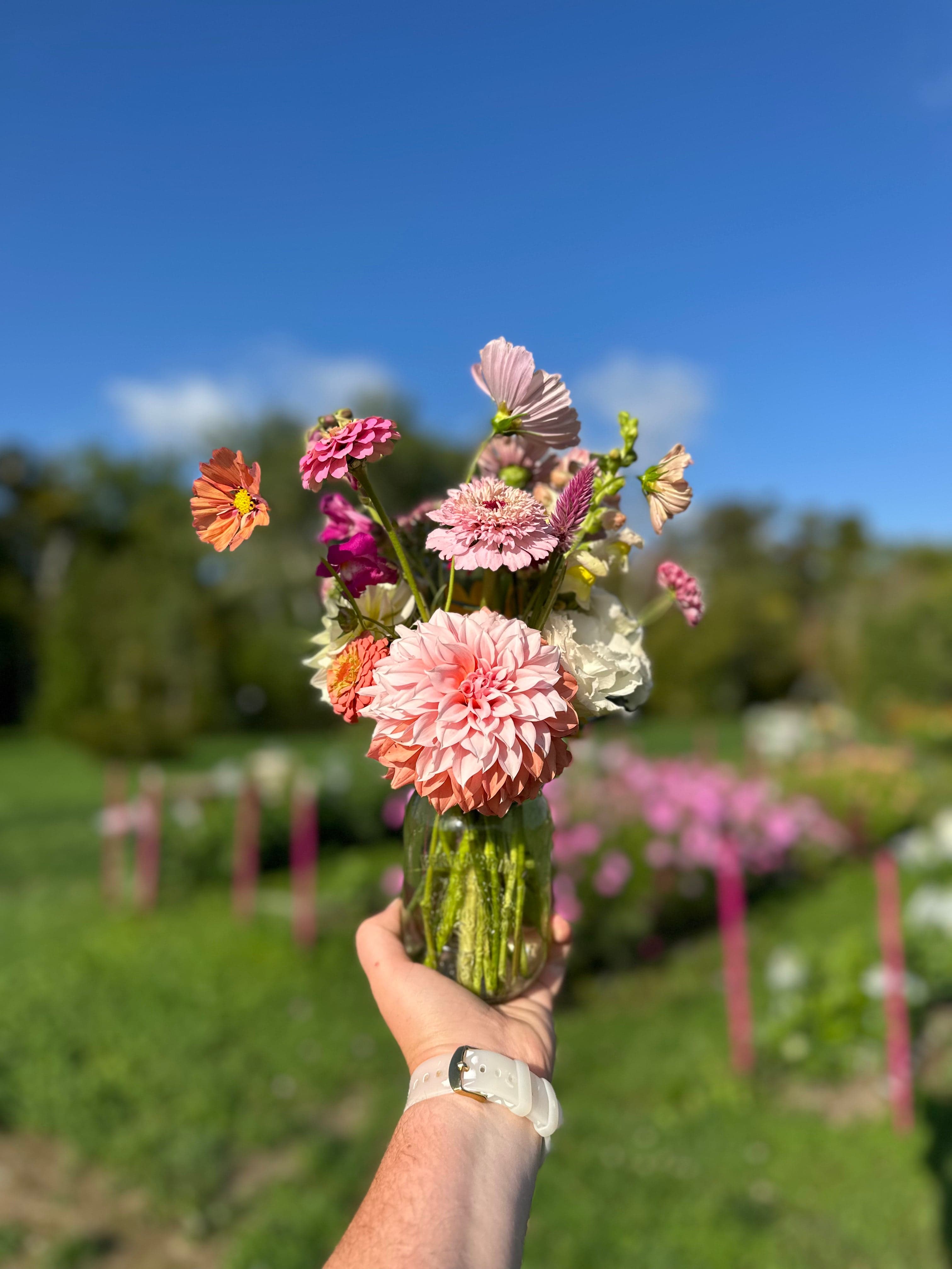 A hand-held bouquet of pink dahlias, zinnias and cosmos in front of staked rows of flowers