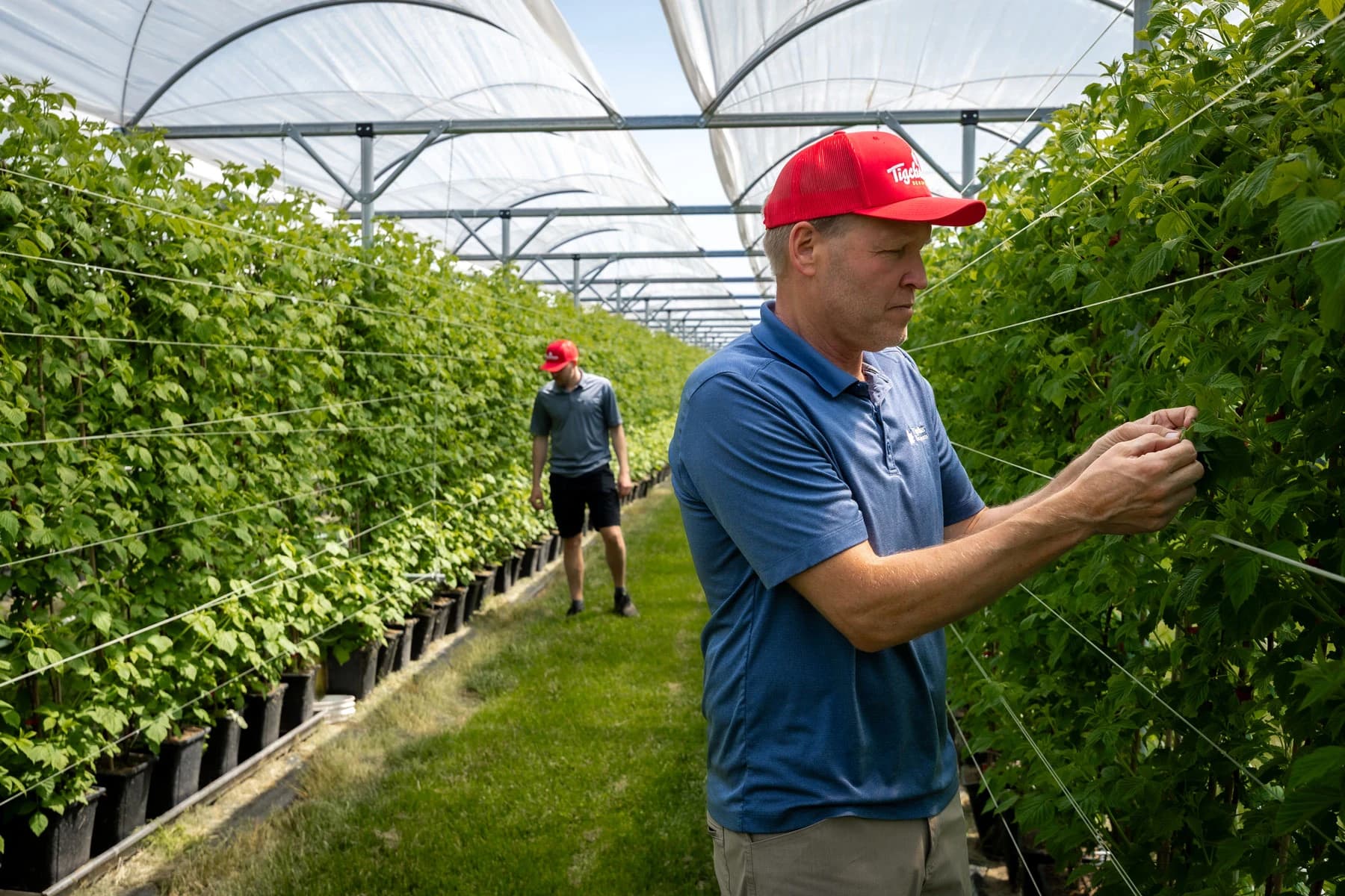 A farmer in a red Tigchelaar cap ties up long-cane raspberry plants in a row of pots under a high tunnel, with a second grower further down the aisle