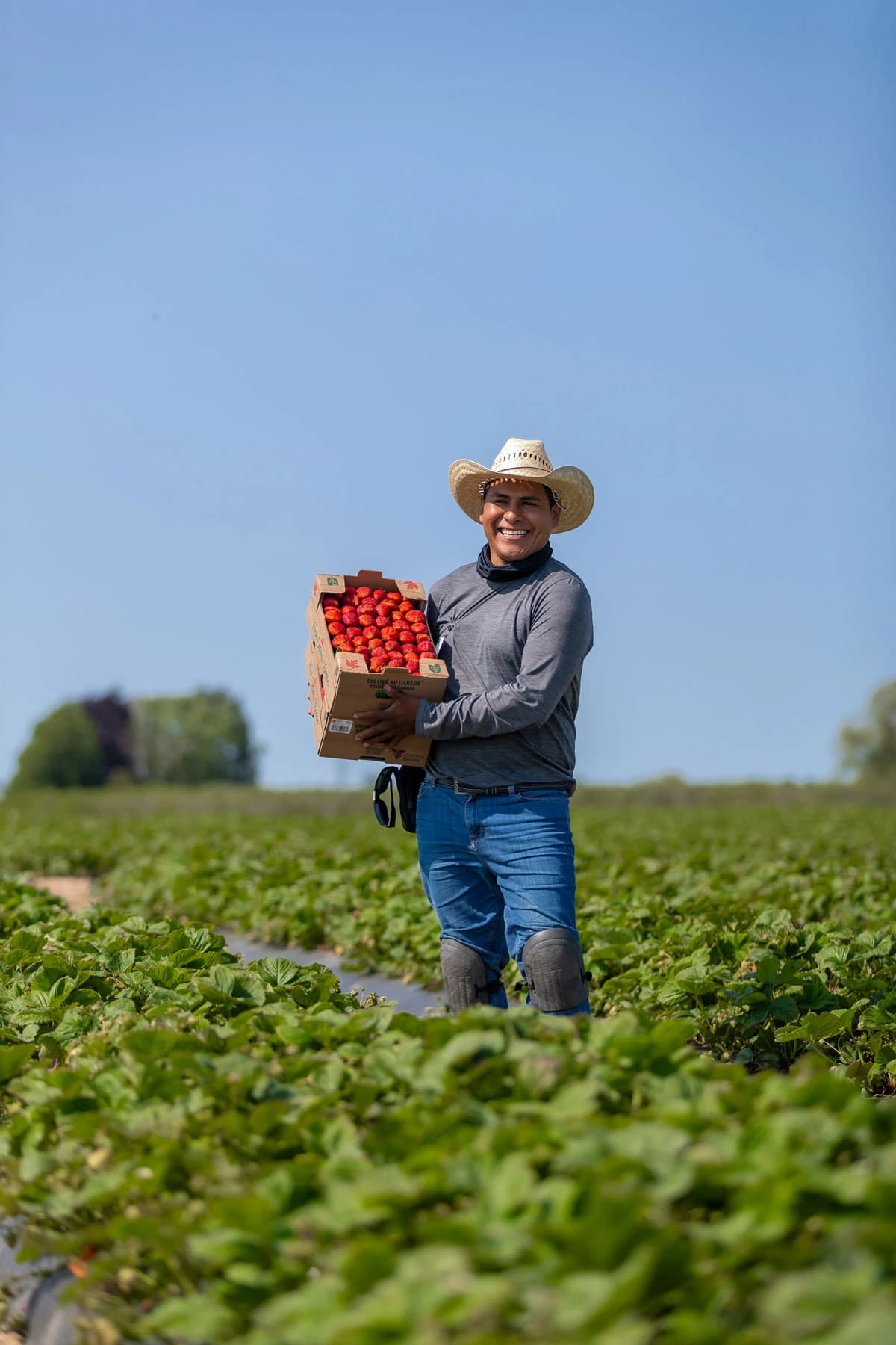 A smiling farm worker in a straw hat carries a flat of ripe strawberries through the strawberry rows under a clear sky