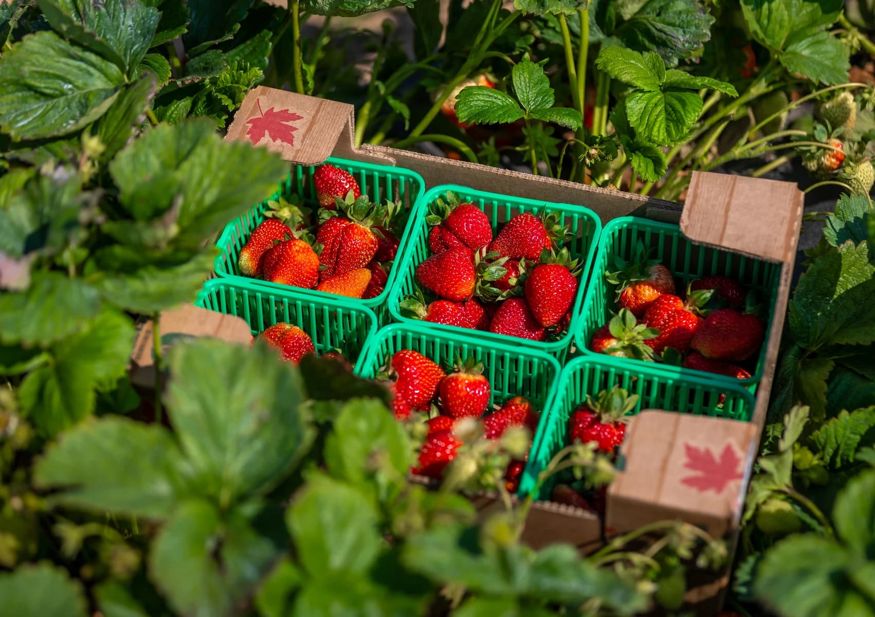 A cardboard flat of six green baskets heaped with ripe strawberries, set down among the strawberry plants in the field