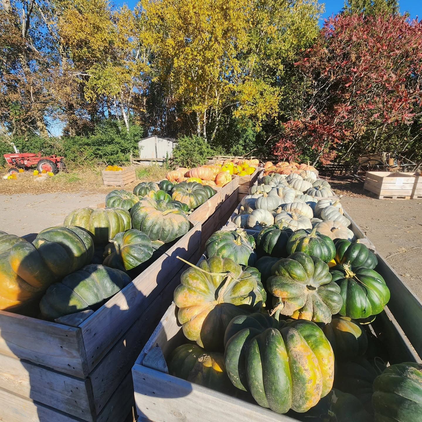 Wooden bins piled with green, white and orange pumpkins in the farm yard under autumn trees at Tindall Farm & Market