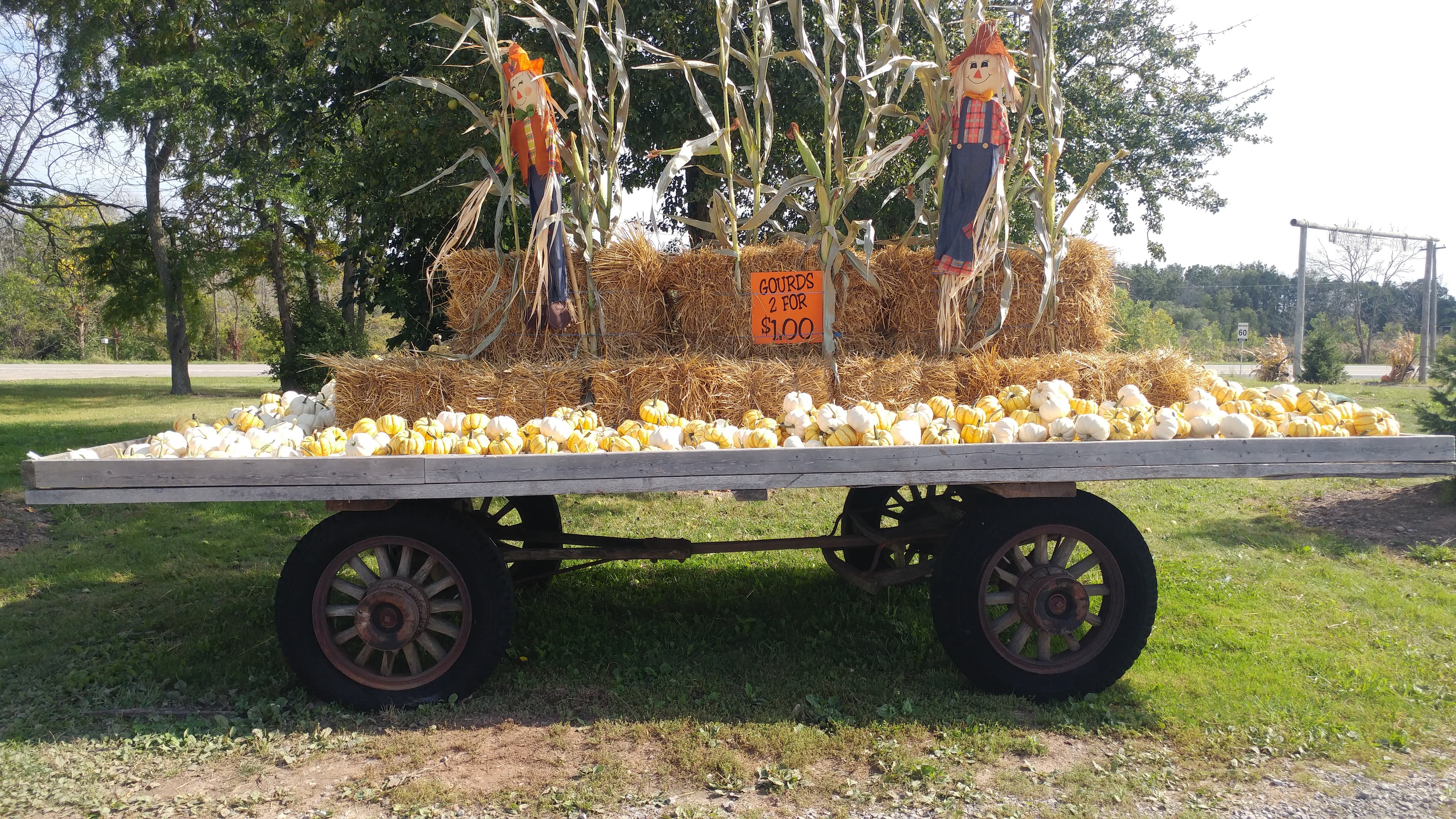 An old wooden farm wagon loaded with white and striped gourds in front of straw bales, corn stalks and two scarecrows