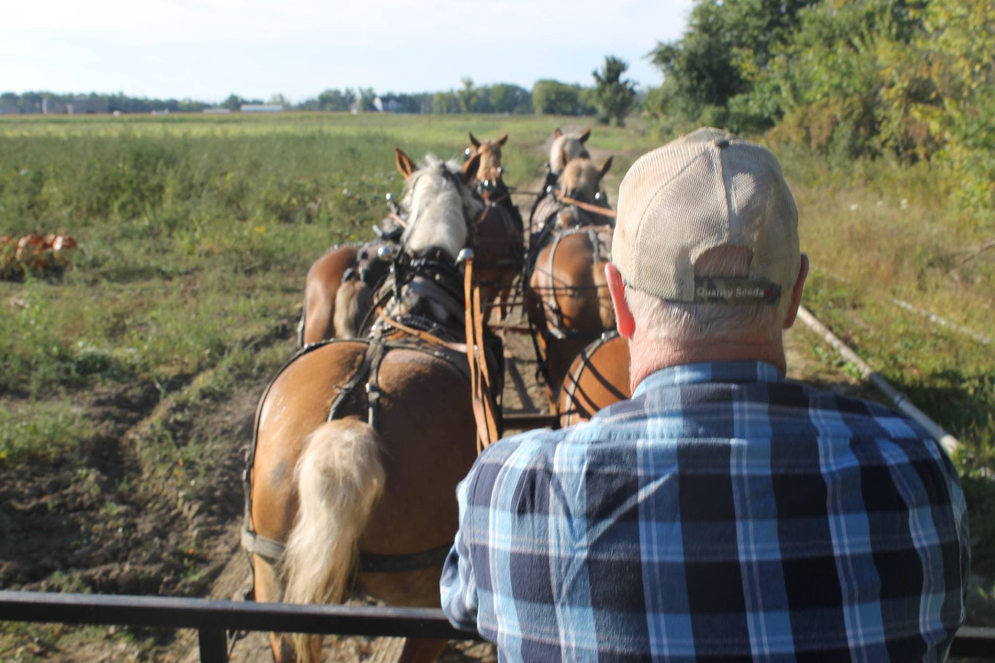 A team of Belgian horses pulls a wagon along a dirt track beside the pumpkin field, seen over the driver's shoulder