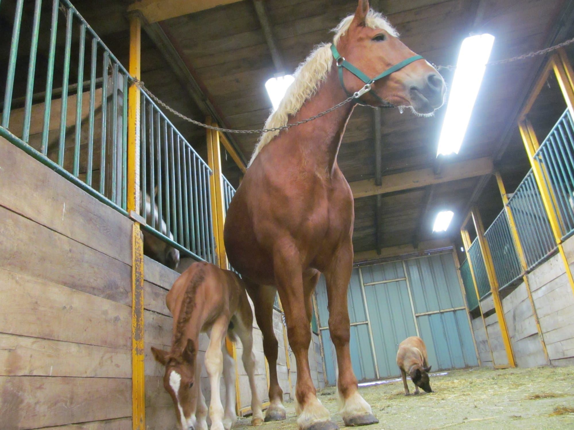 A chestnut Belgian mare with a blond mane stands in the barn aisle while her foal and a dog nose at the straw