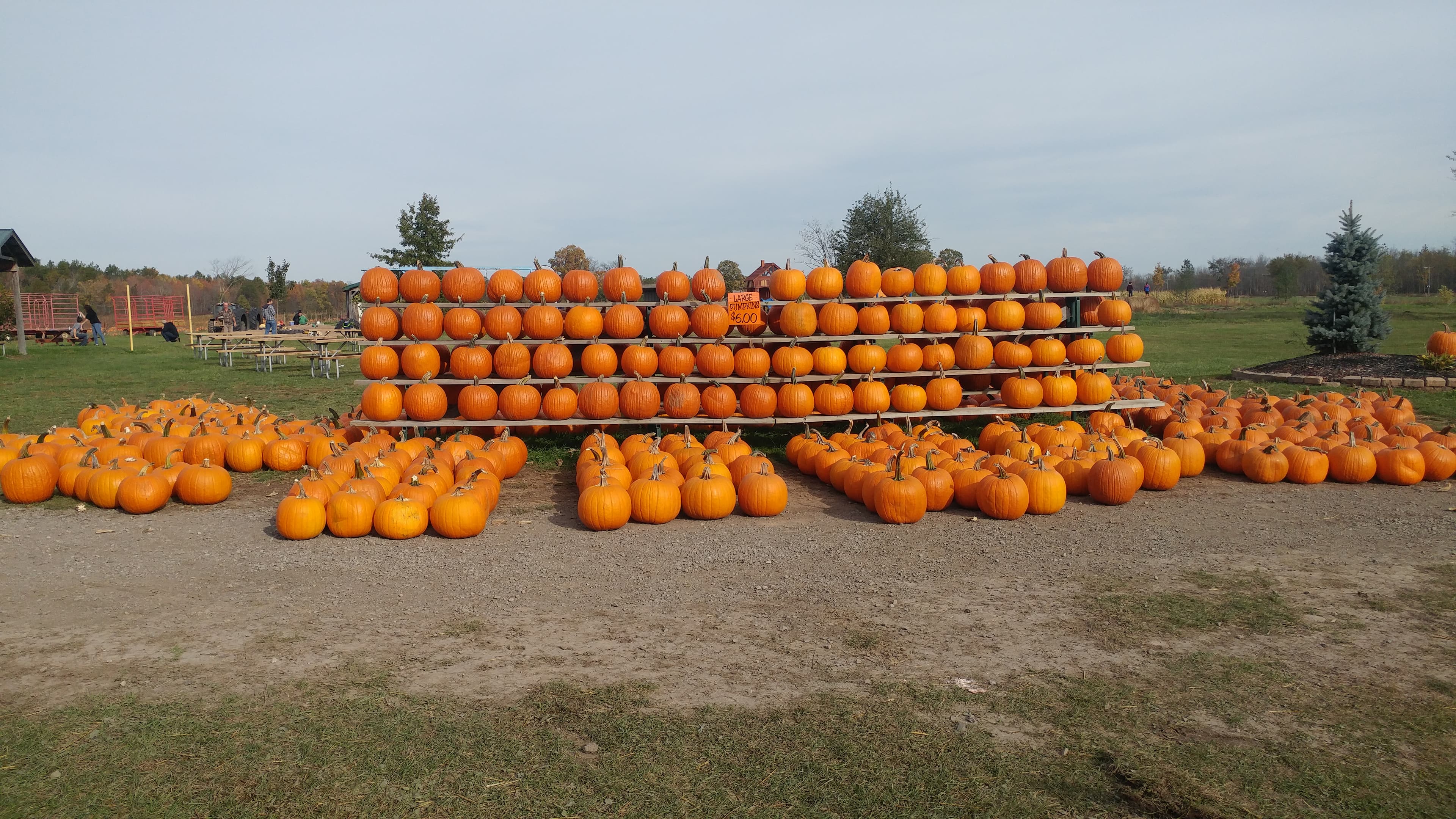 Rows of orange pumpkins stacked on wooden shelves and lined up on the ground in front of the farm's picnic area under a grey fall sky