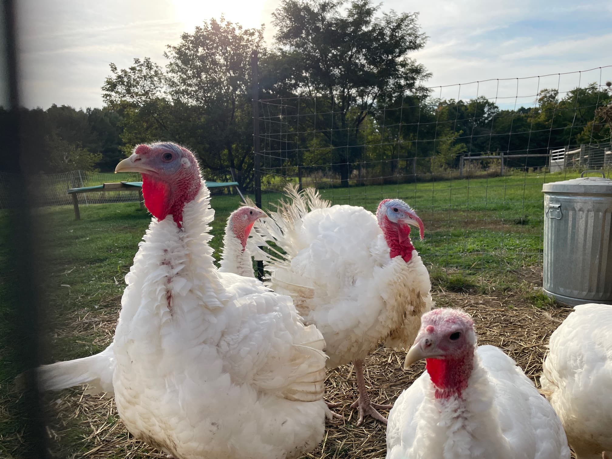 White turkeys with red wattles in a grassy pen, with a metal bin and trees behind