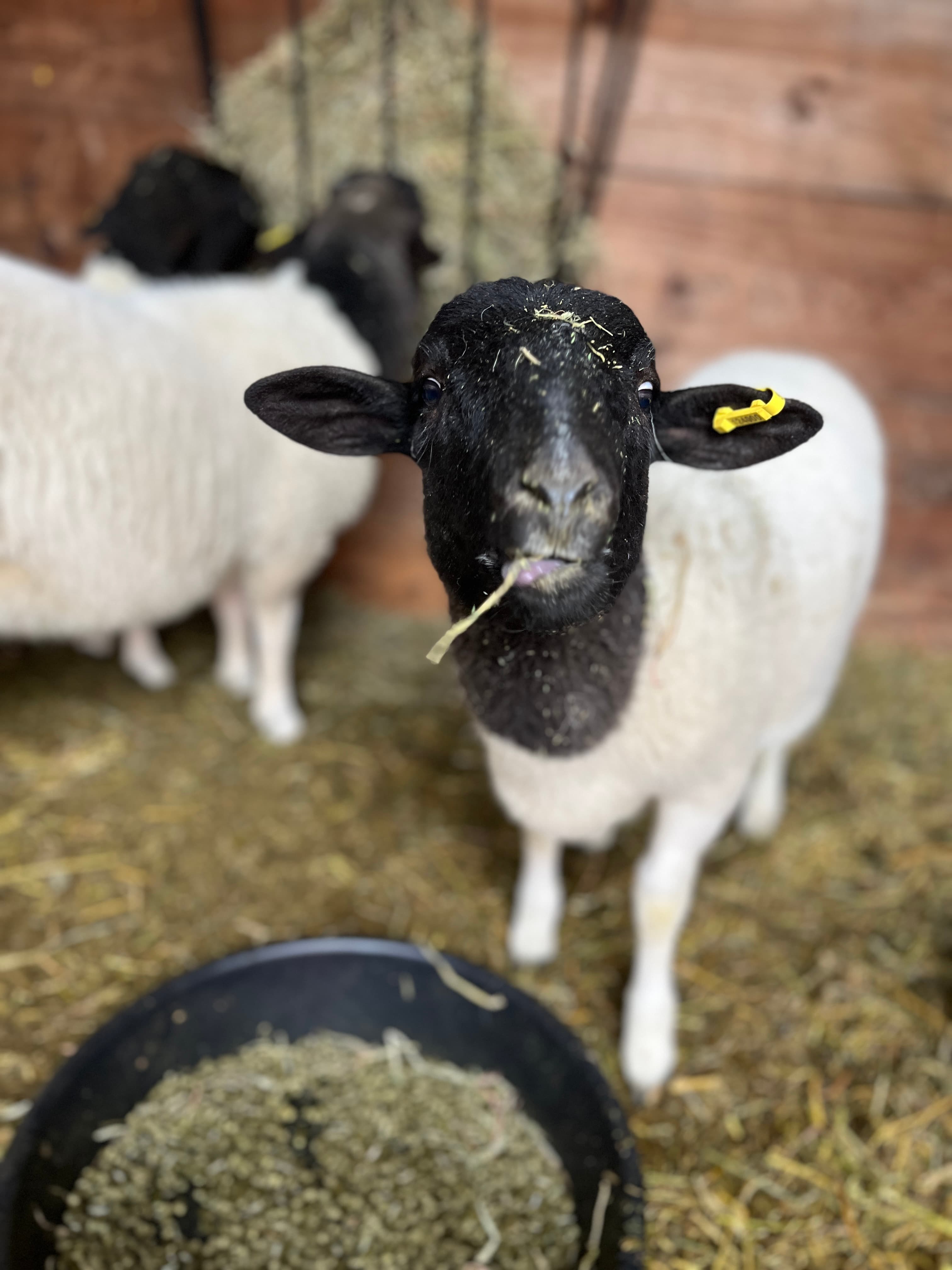A Dorper lamb with a black face and white fleece looking at the camera in the barn