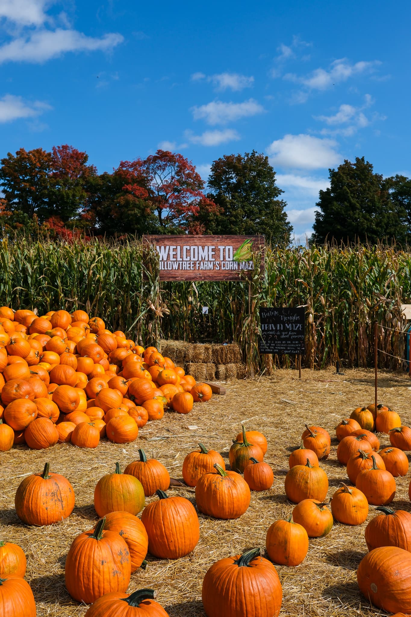Rows and a heap of orange pumpkins on straw in front of tall corn, under a 'Welcome to Willowtree Farm's Corn Maze' sign and autumn trees