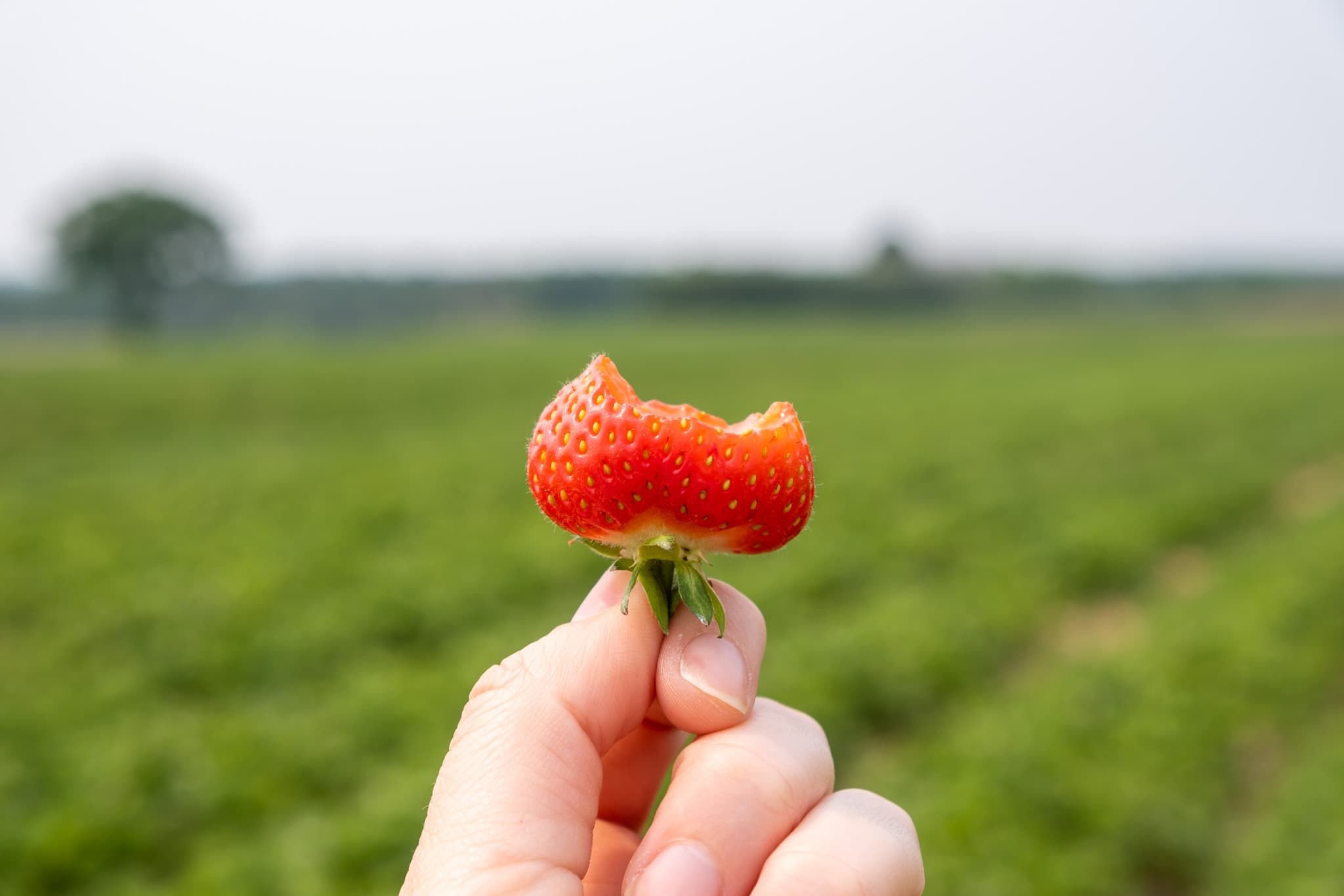 A hand holds up a ripe strawberry with a bite taken out of it, in front of rows of strawberry plants