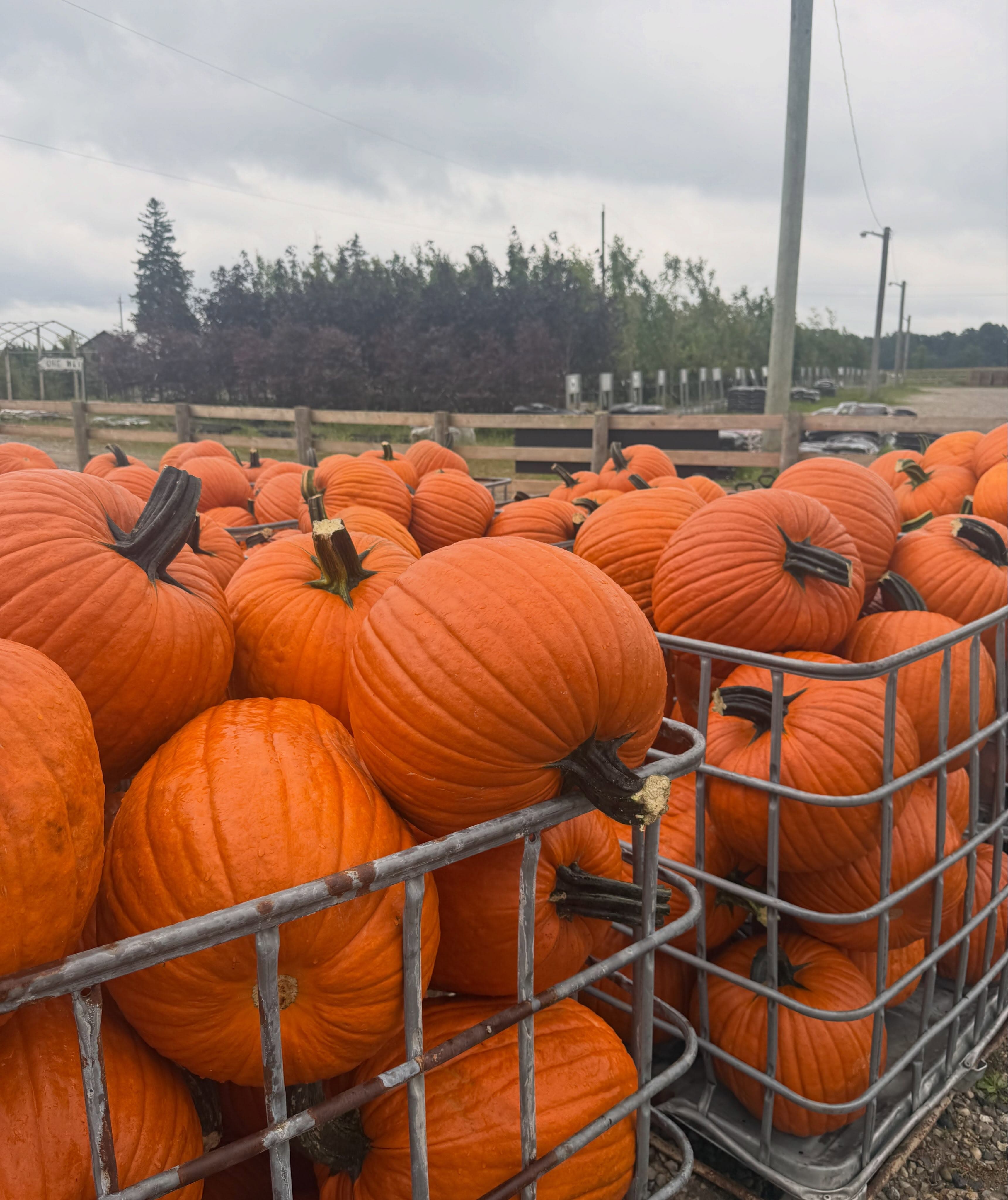 Wire bins heaped with orange pumpkins in the farm yard, with nursery trees behind a wooden fence