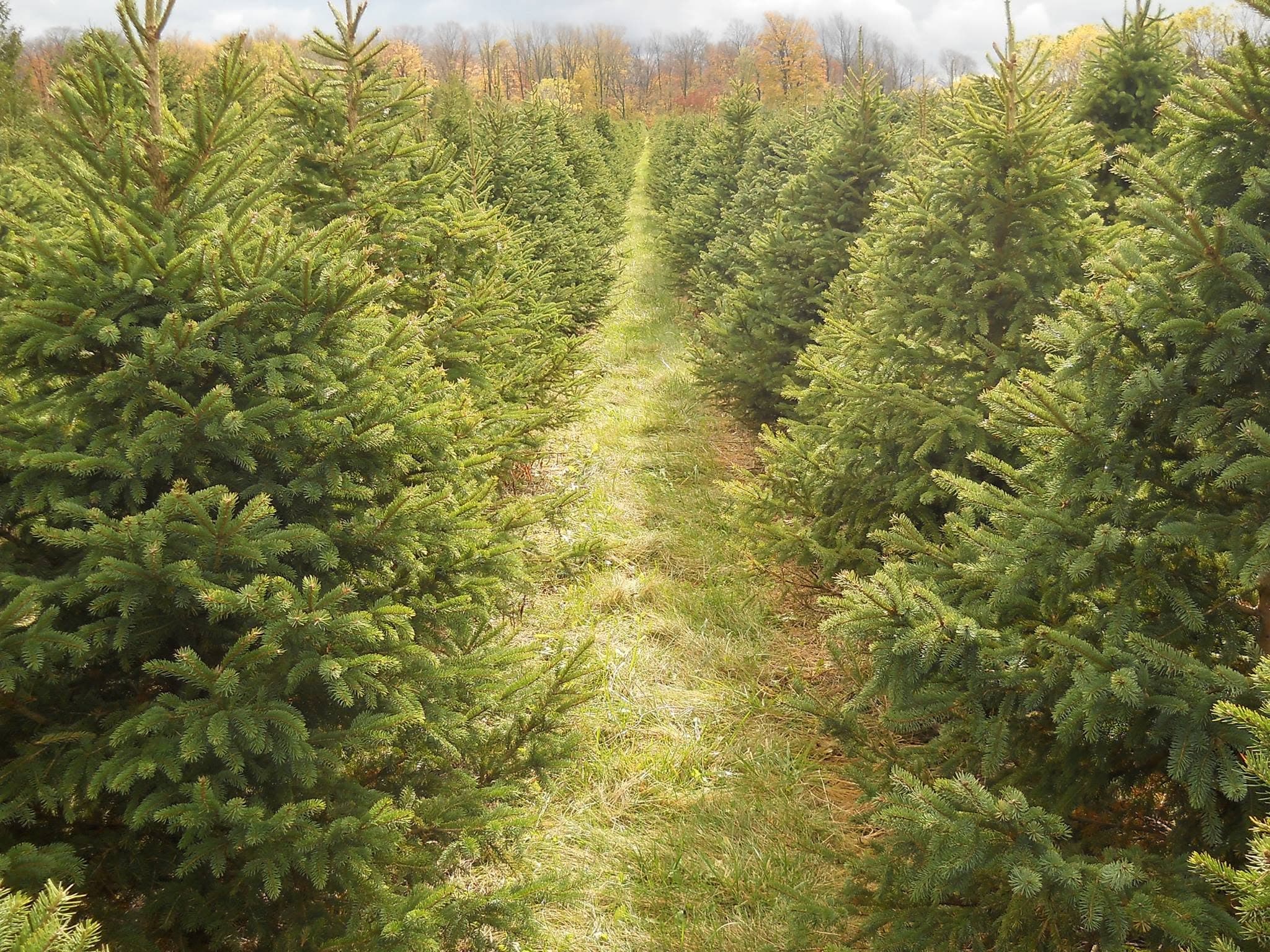 A grassy lane between rows of young spruce Christmas trees, with autumn hardwoods on the ridge beyond