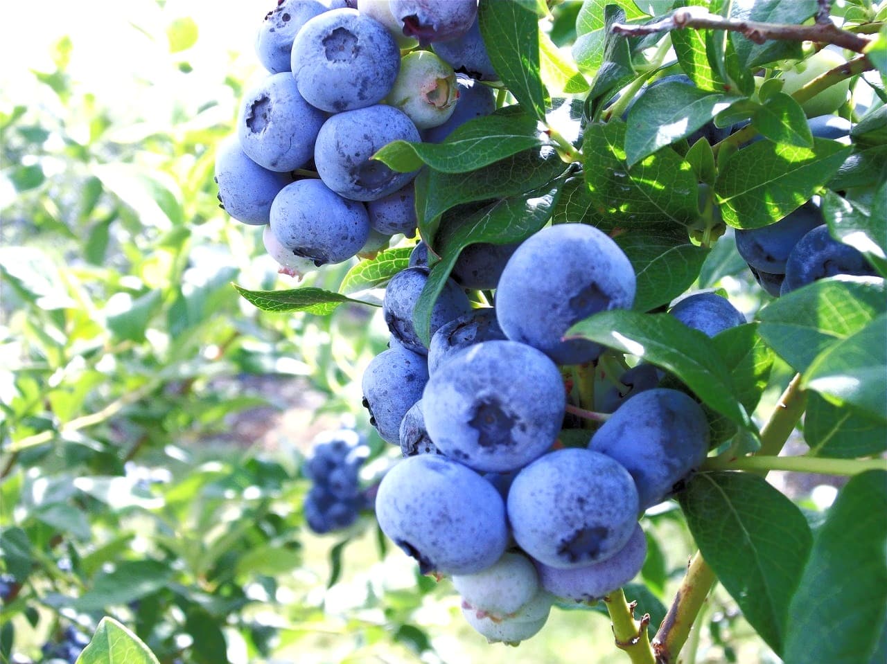 Clusters of ripe blueberries hanging among green leaves on a blueberry bush in sunlight