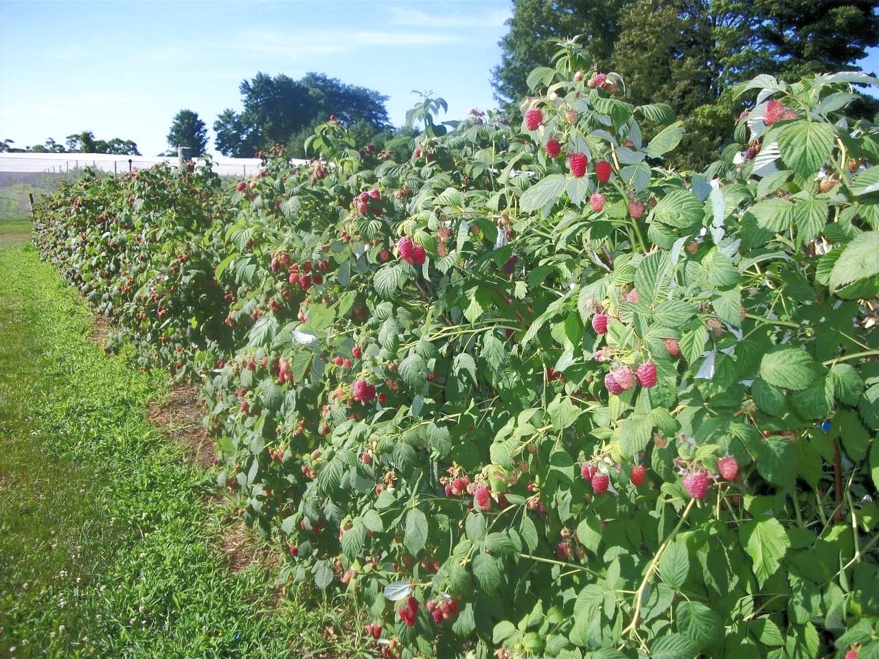 A long row of raspberry canes heavy with red berries beside a grass lane on a sunny day