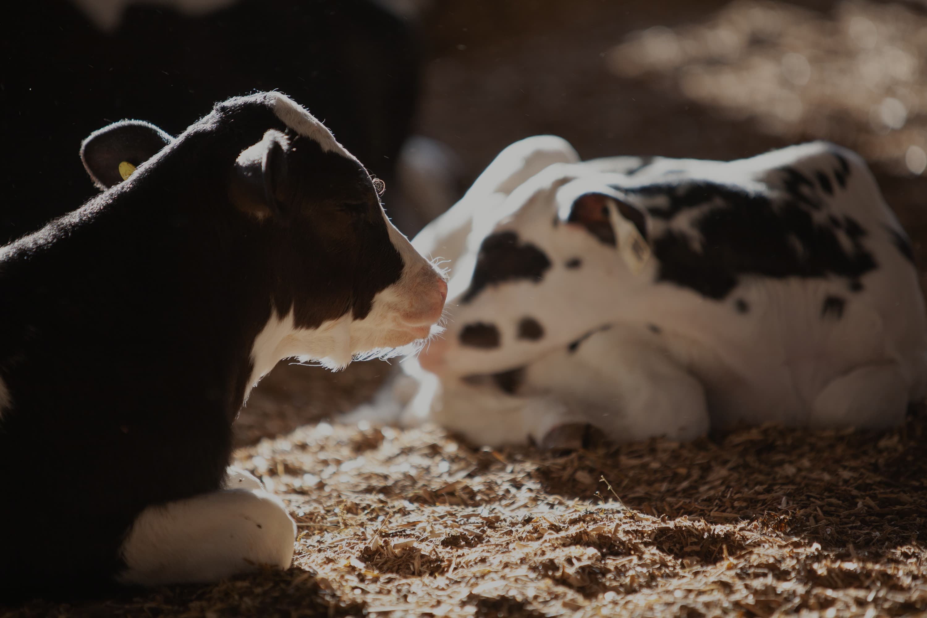Two Holstein calves resting on straw bedding in a sunlit barn