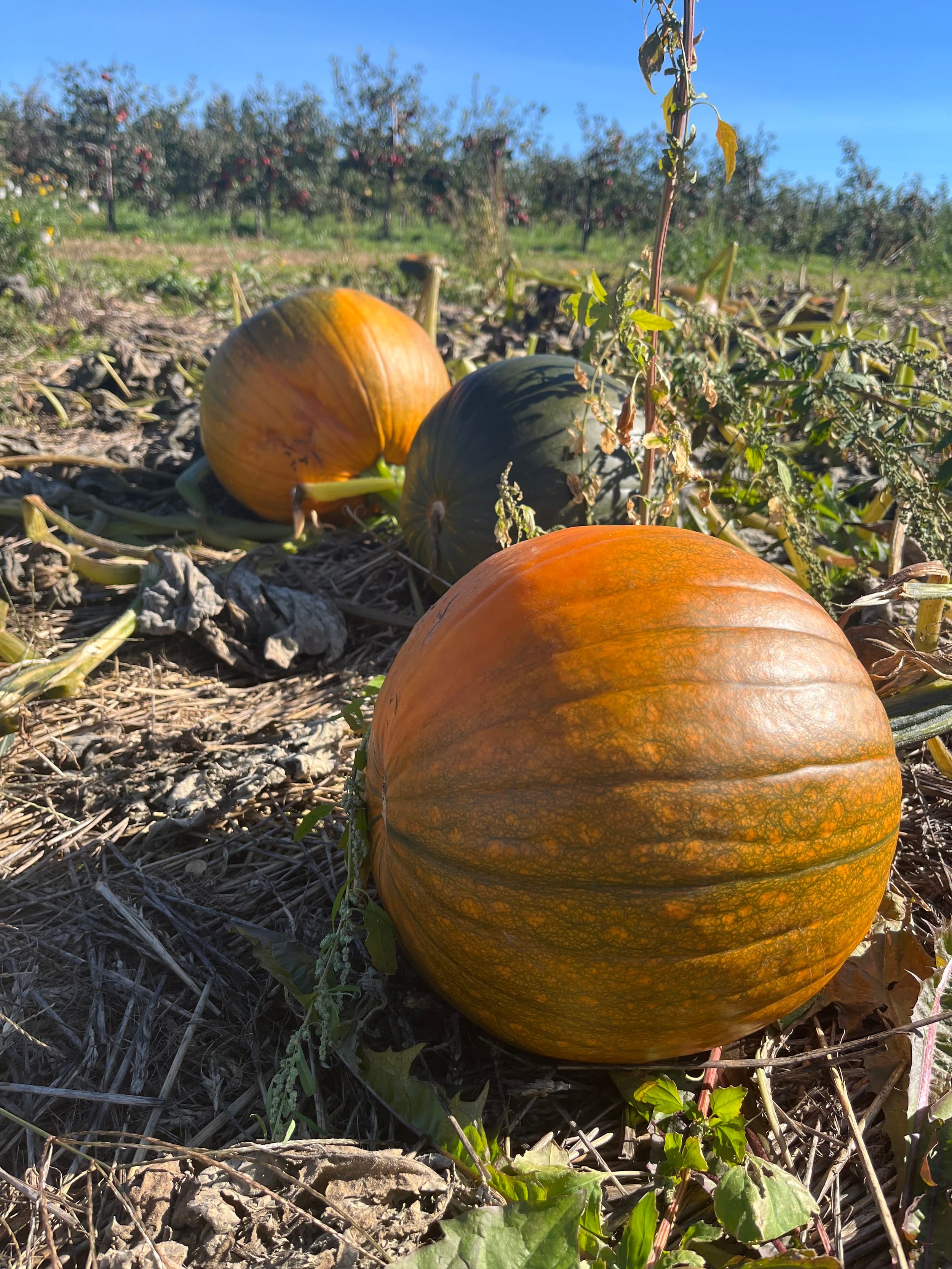Orange and green pumpkins on the vine in the patch, with apple trees heavy with fruit behind