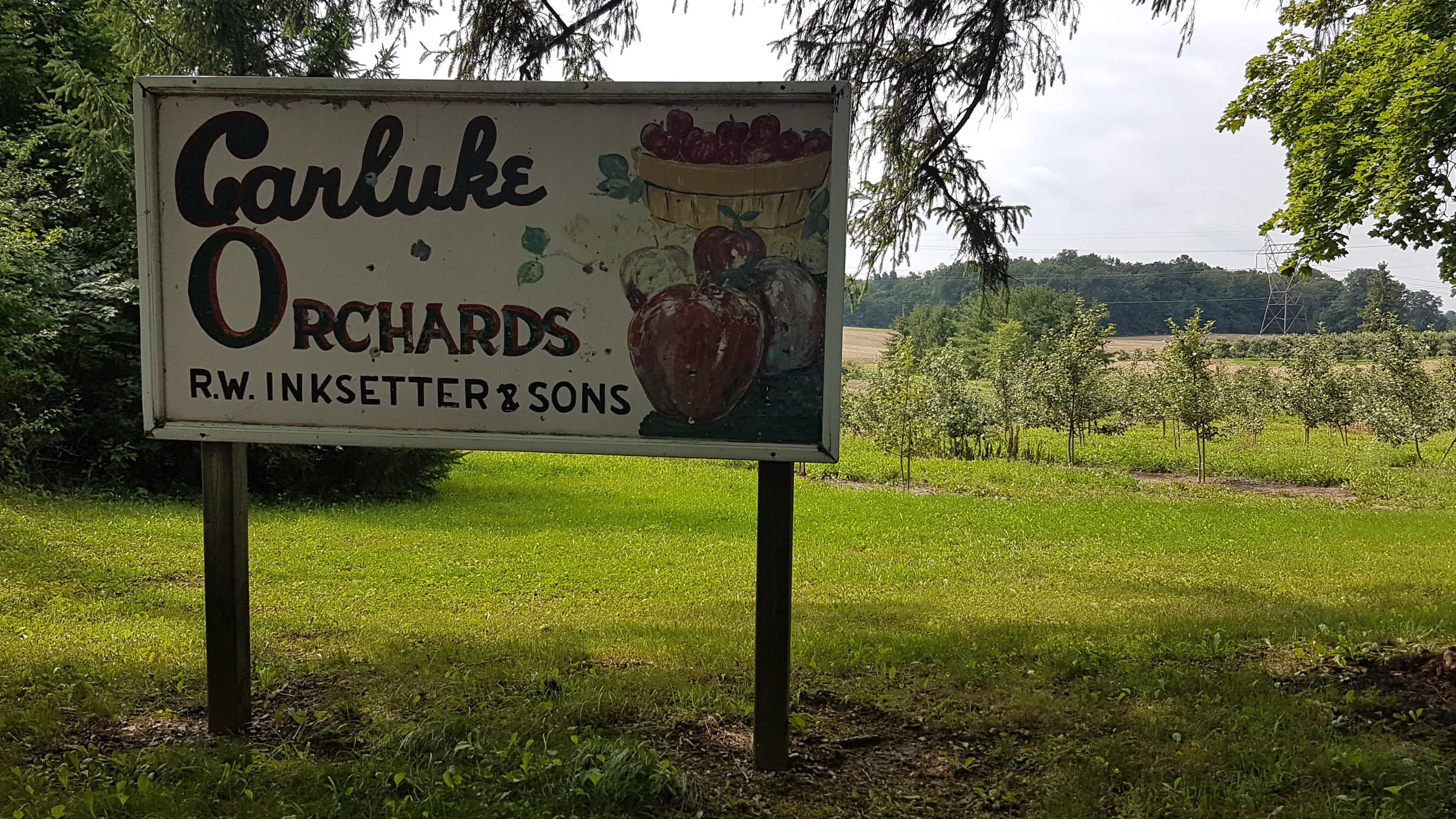 A hand-painted Carluke Orchards R.W. Inksetter & Sons sign on the lawn, with young apple trees and fields behind