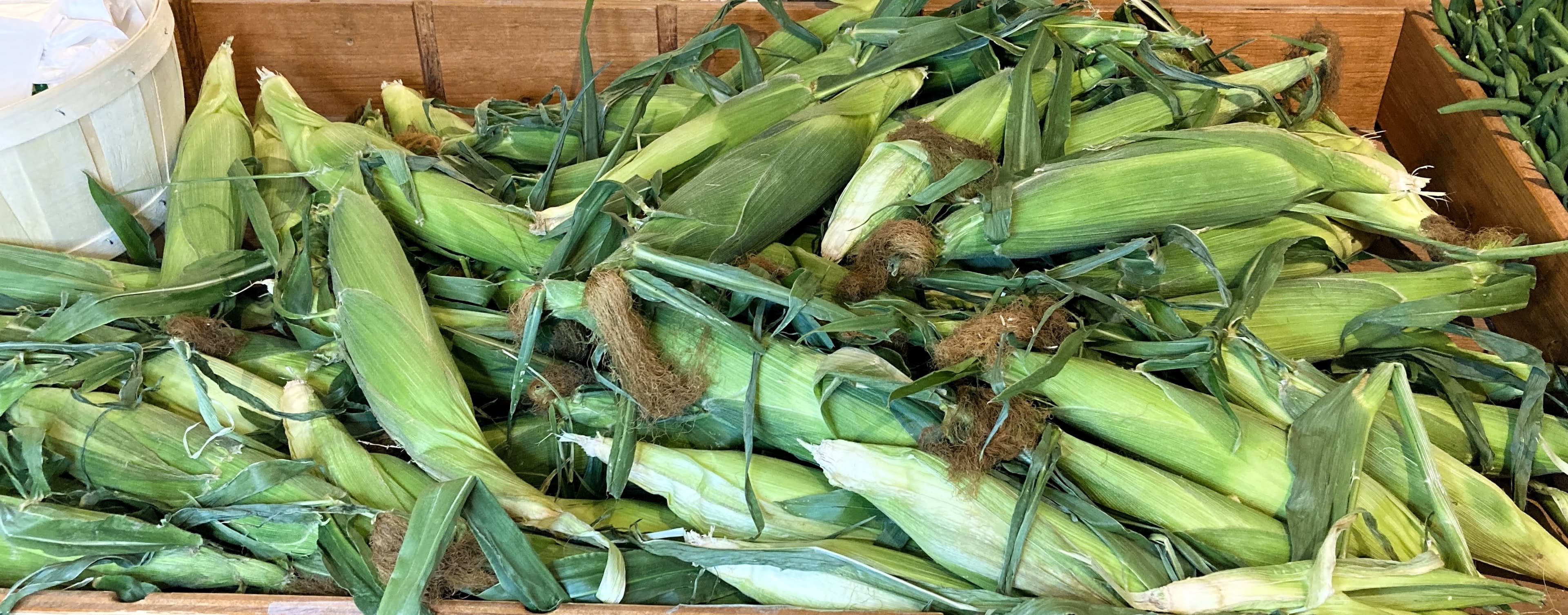 A wooden bin piled with fresh ears of sweet corn in their husks