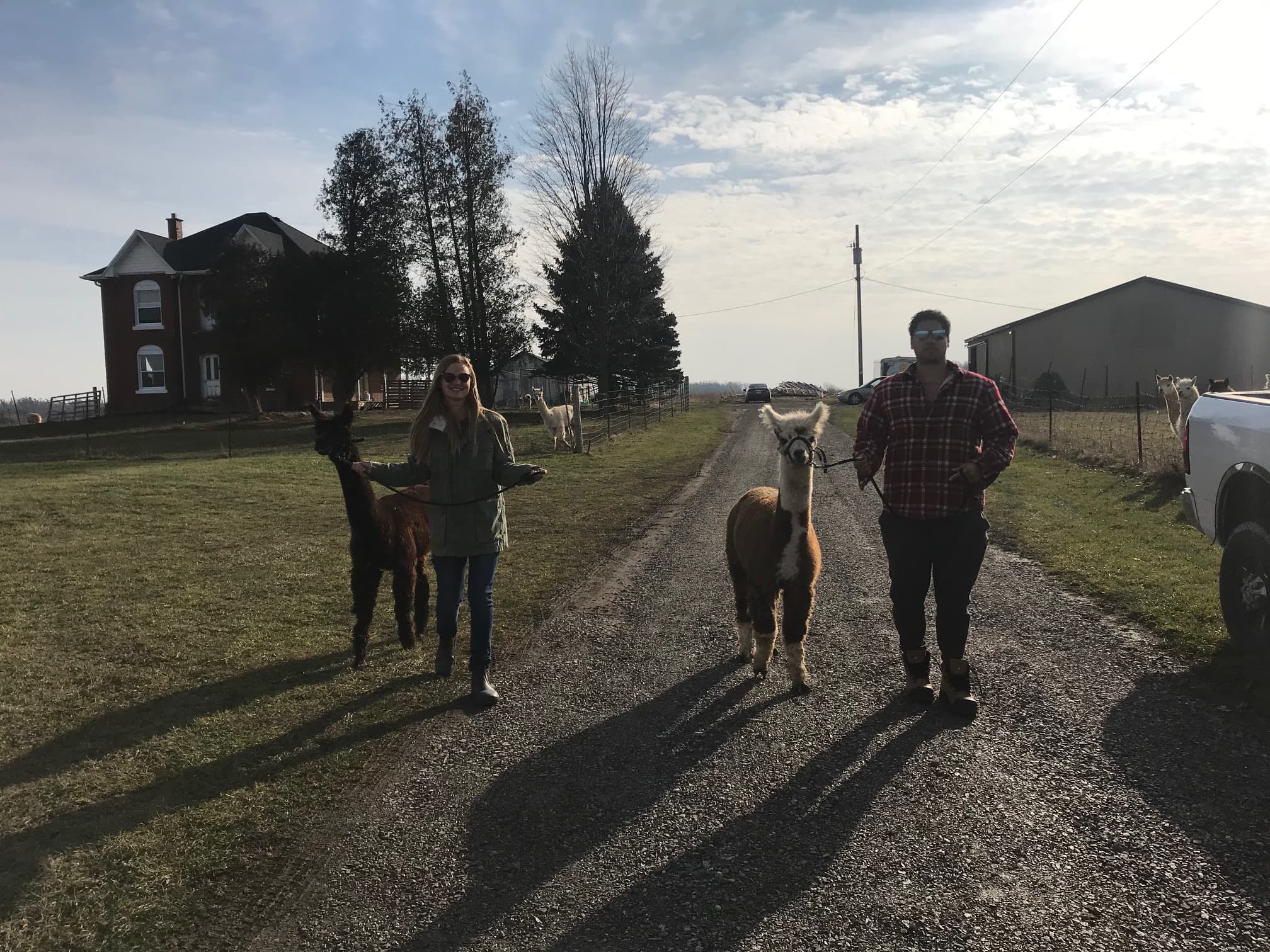 Two people each lead an alpaca on a halter down the gravel farm lane, with the red-brick farmhouse on the left and a steel barn on the right