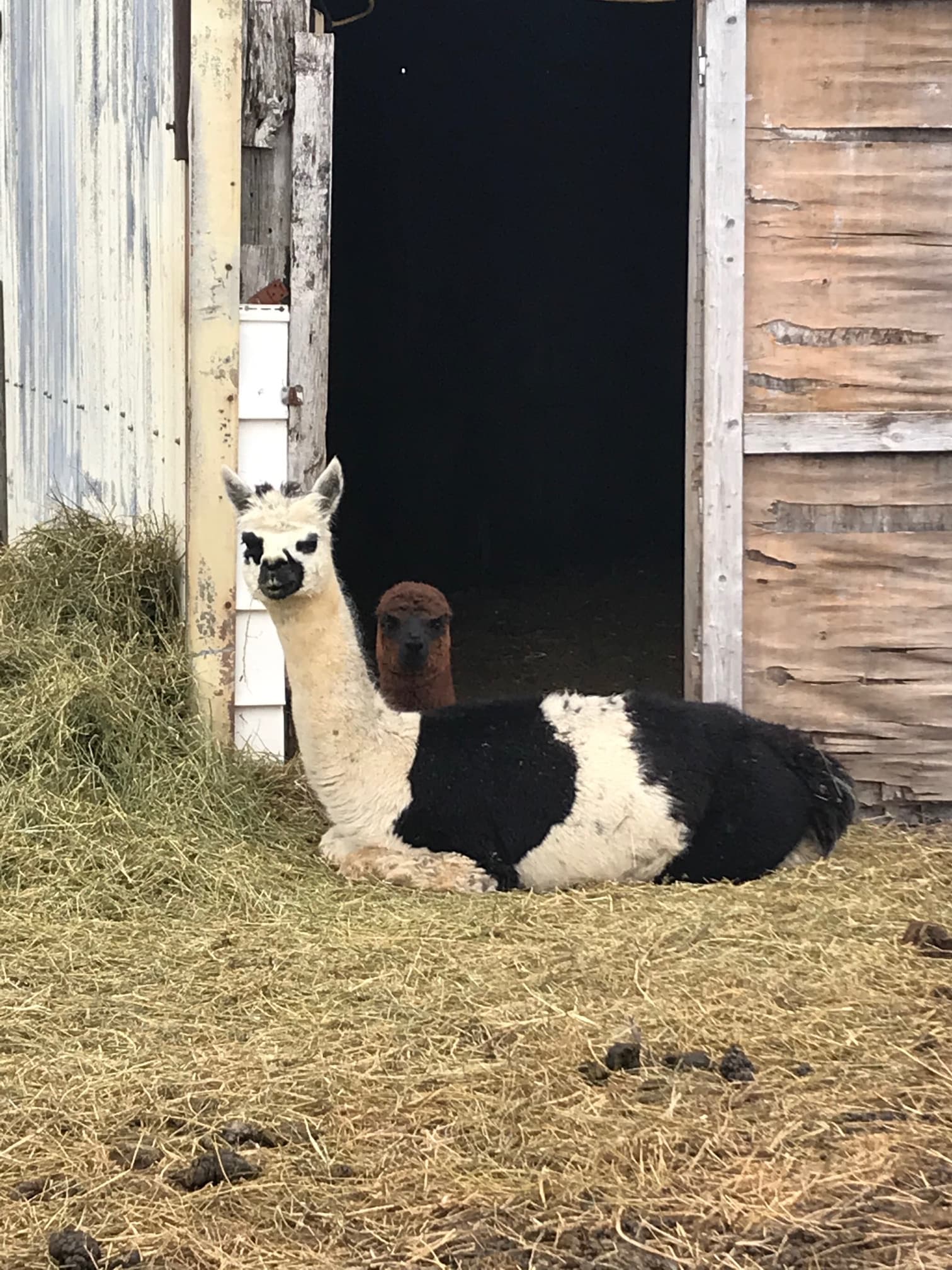 A black-and-white alpaca rests in the hay at an open barn door, with a brown alpaca looking out from the dark behind it