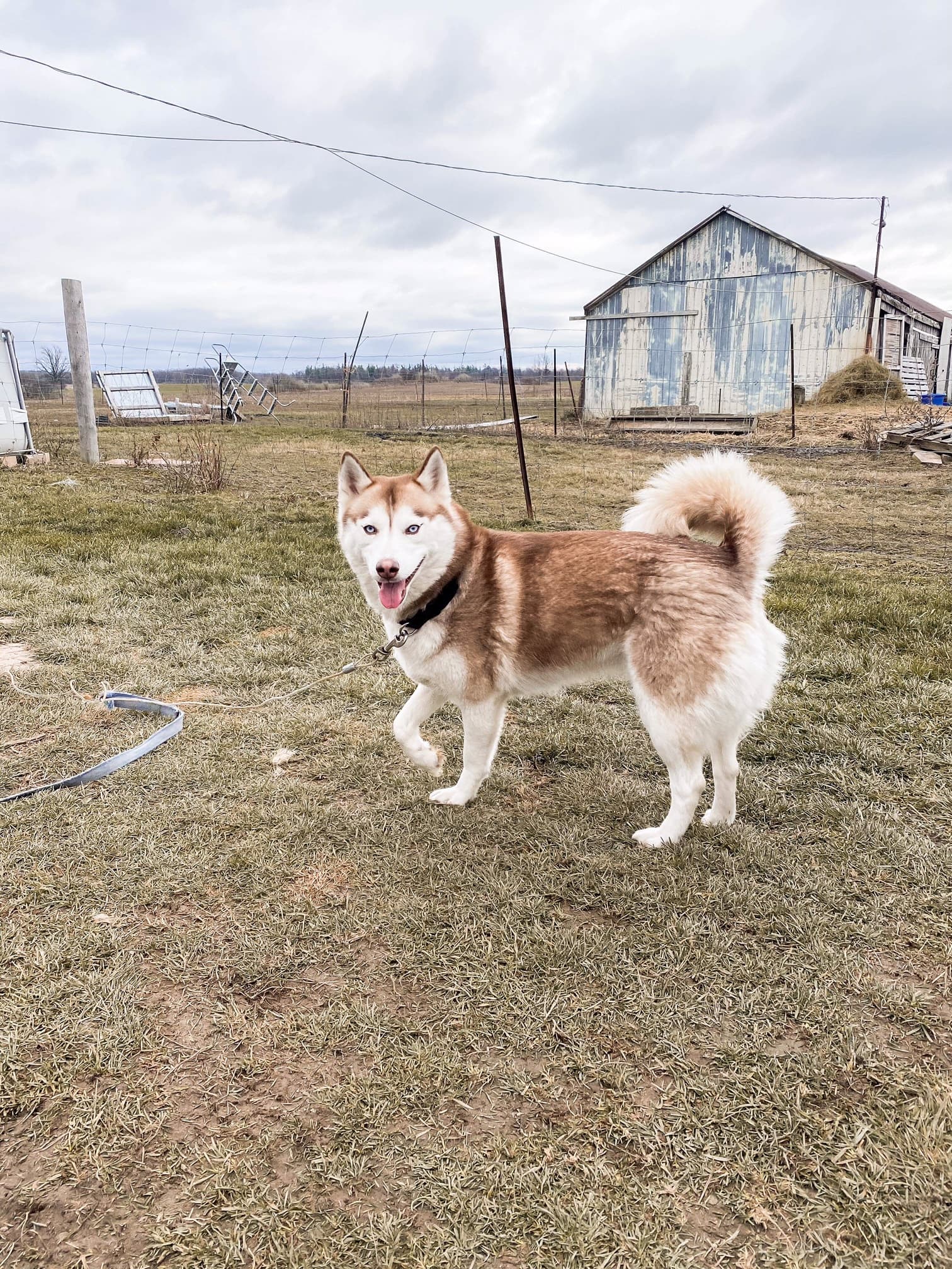 A red-and-white Siberian husky on a leash in the farmyard, with a weathered blue-grey barn behind