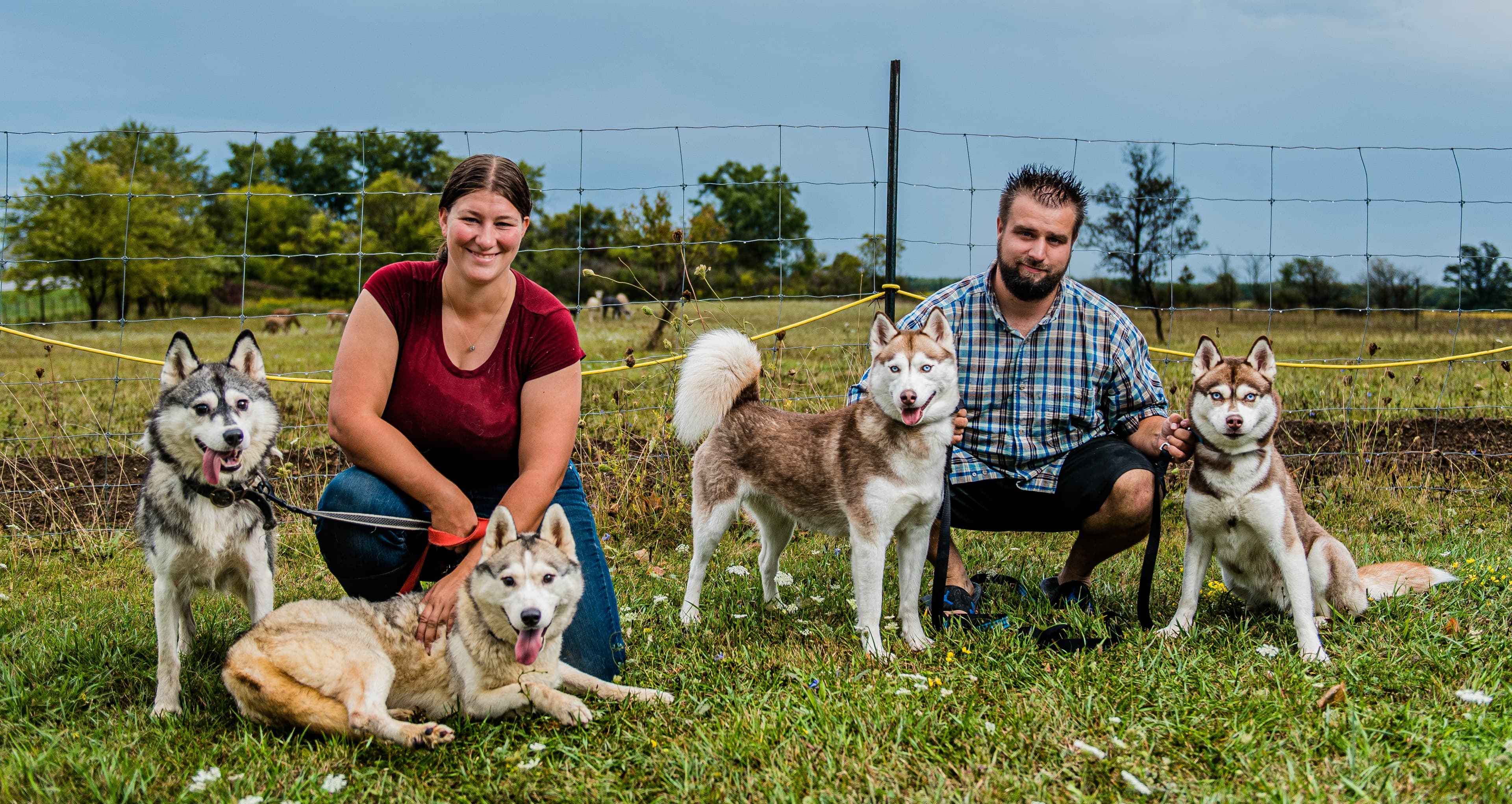 A smiling woman and a man kneel in the grass with four Siberian huskies, alpacas grazing in the fenced field behind