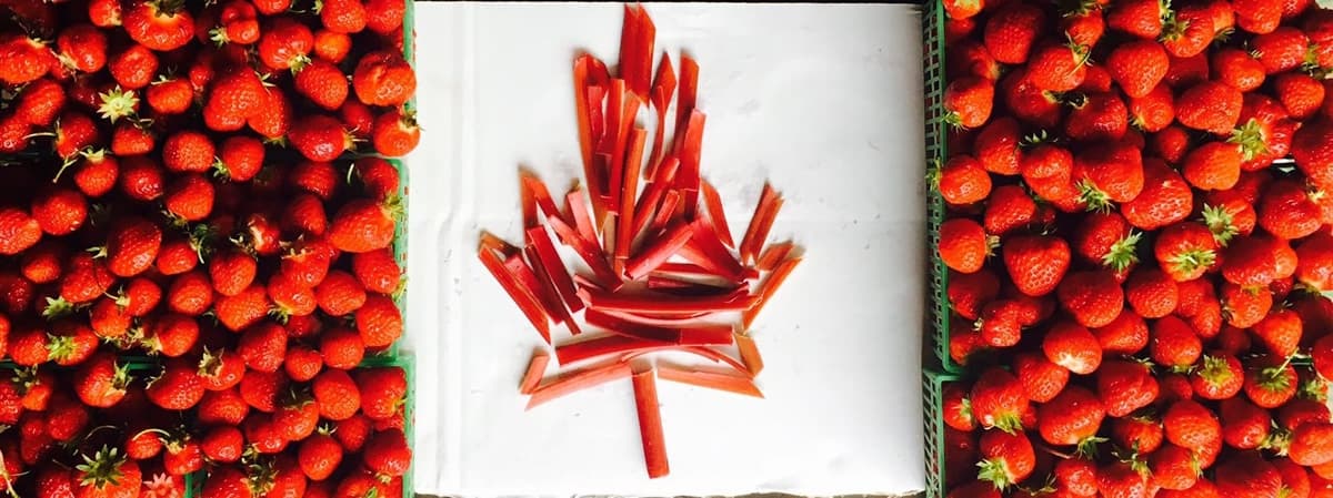A maple leaf of cut rhubarb on white paper, between two flats of strawberries