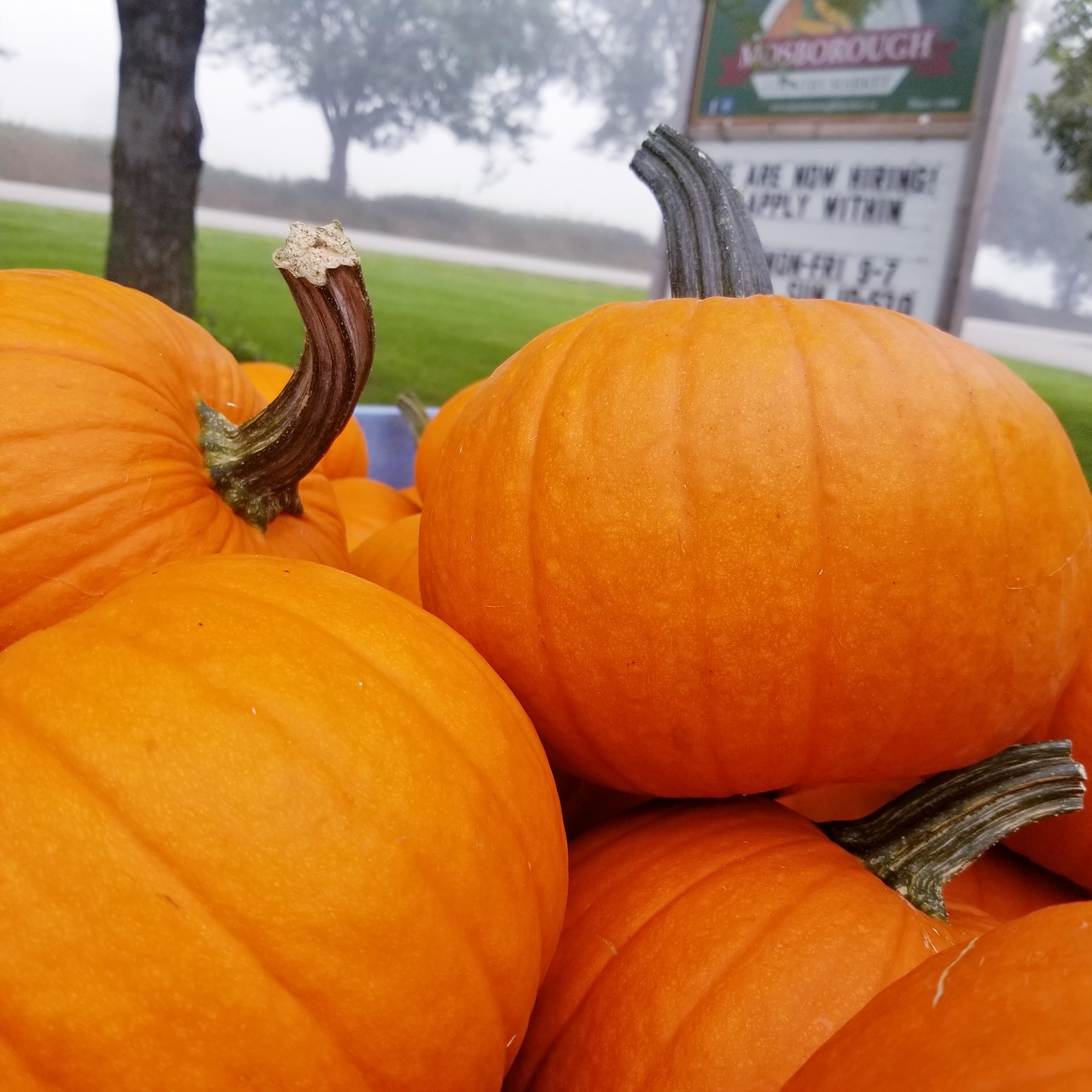 A pile of orange pumpkins with curled stems in front of the Mosborough Country Market roadside sign on a misty morning