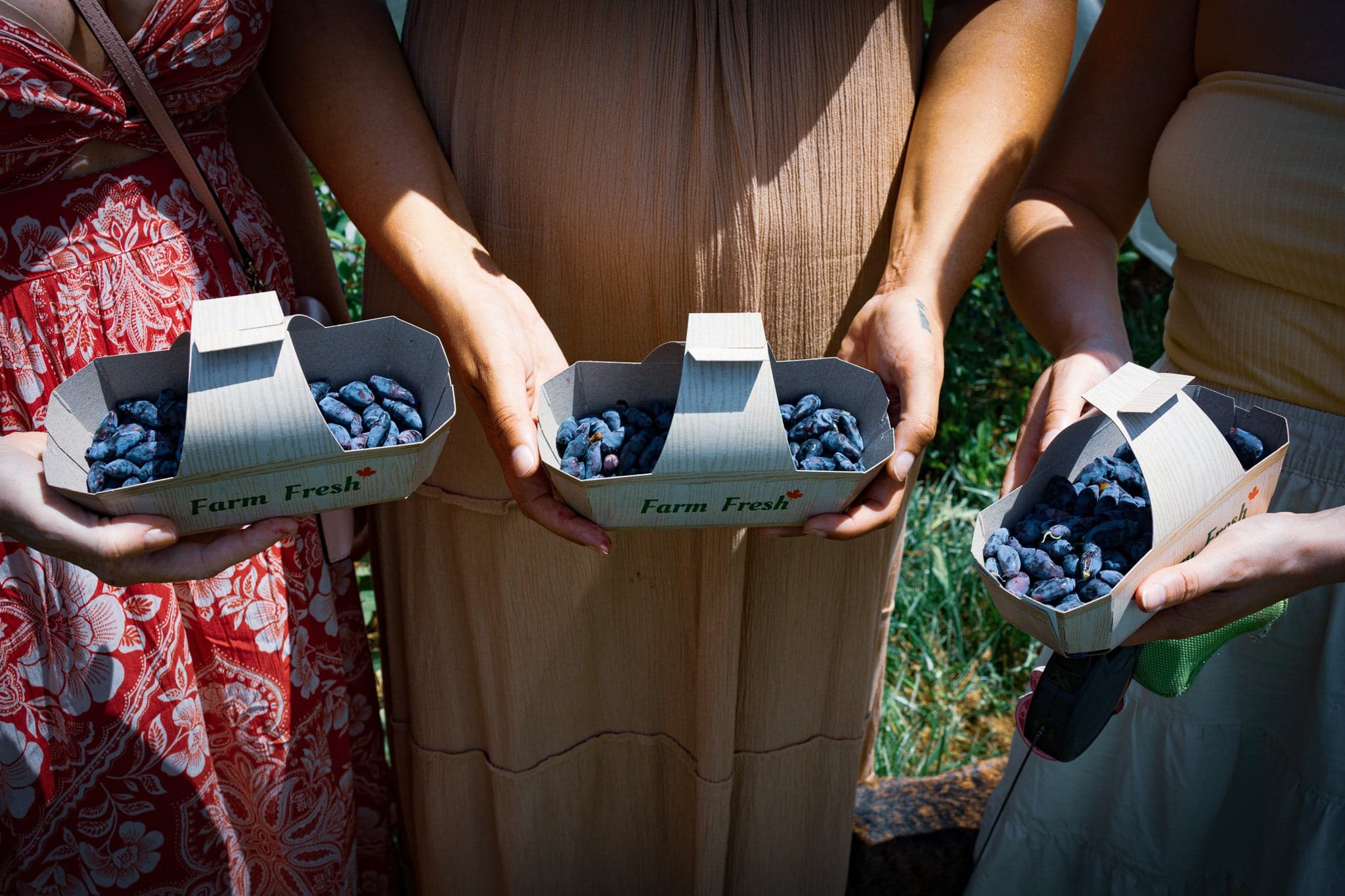 Three people hold cardboard punnets of freshly picked haskap berries, seen from the shoulders down
