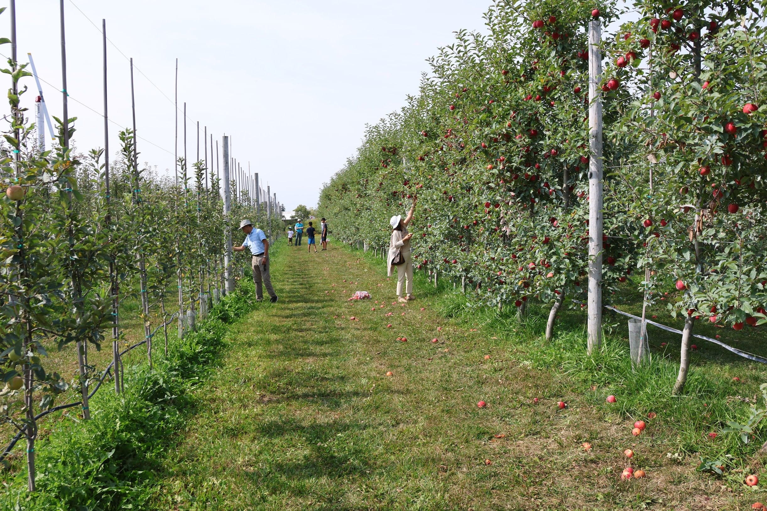 Trellised apple trees hung with red apples line a grassy lane, with a few pickers reaching into the branches