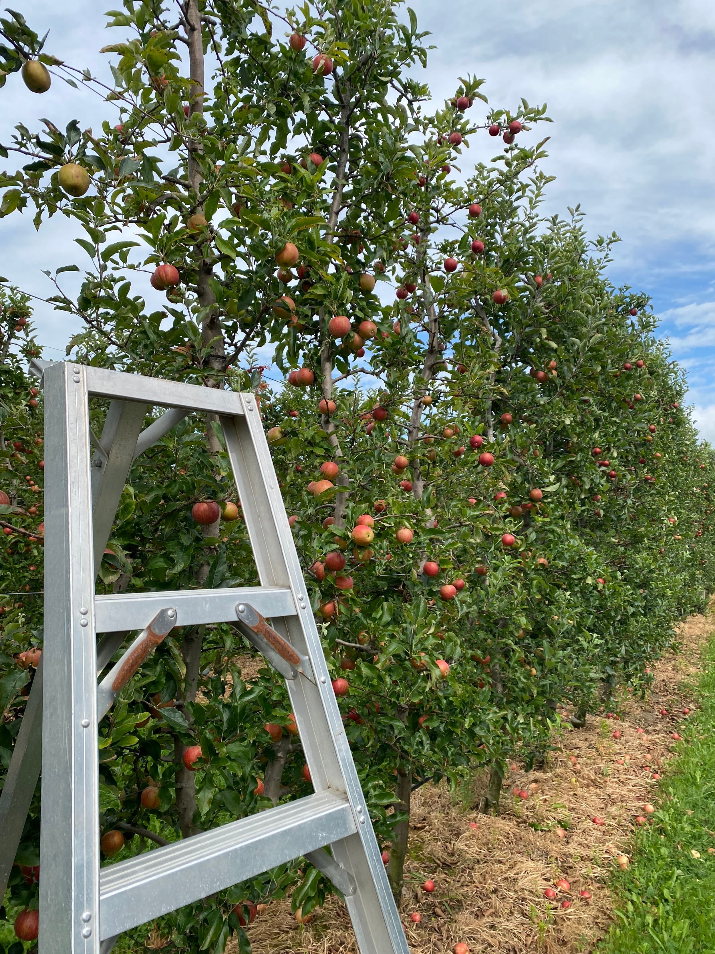 A picking ladder stands against a row of apple trees loaded with red apples, with windfalls on the straw below