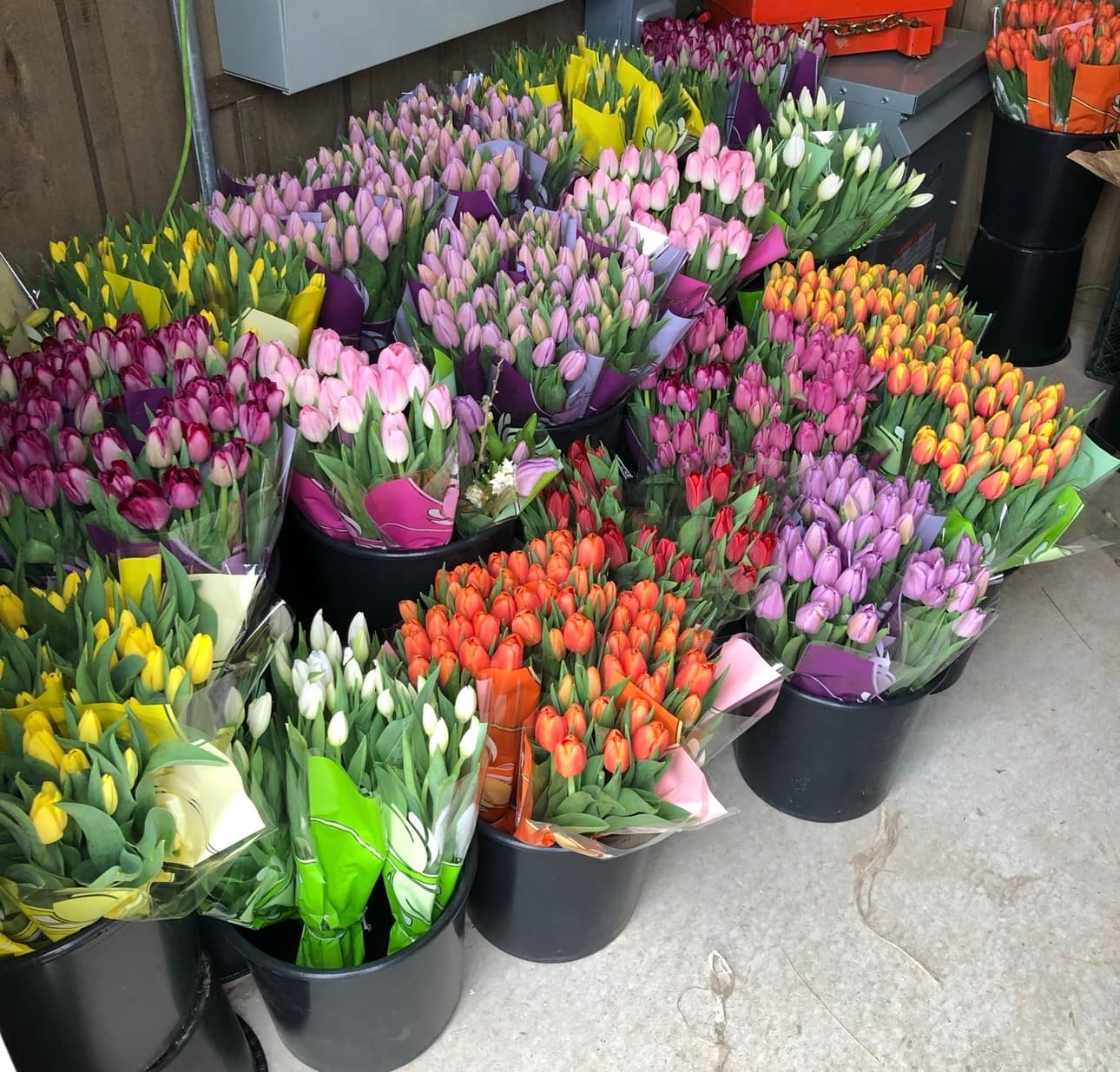 Black buckets packed with wrapped tulip bouquets in purple, pink, orange, red, yellow and white