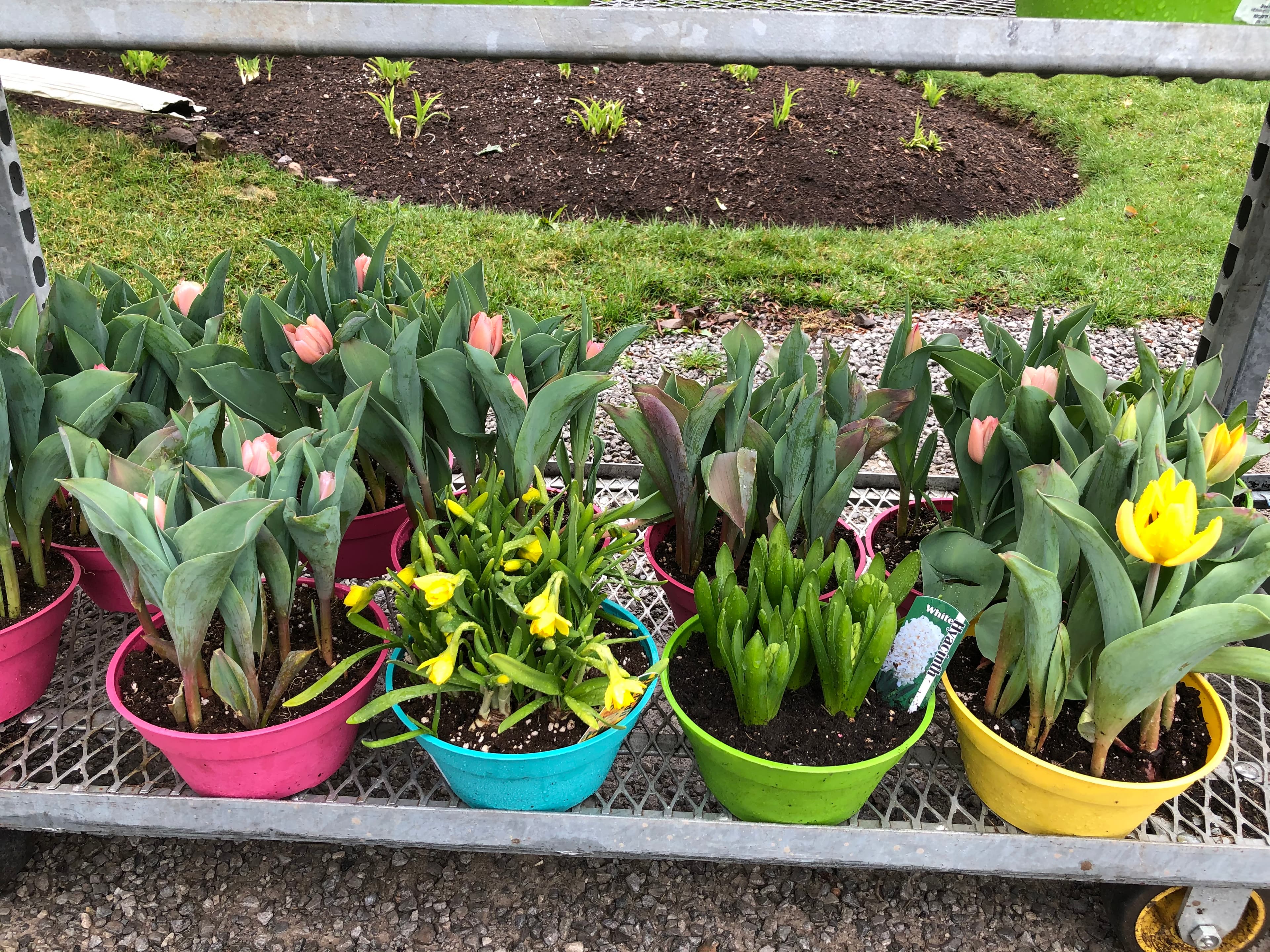 Bright pink, blue, green and yellow bowls of potted tulips, daffodils and hyacinths on a wire cart beside the lawn