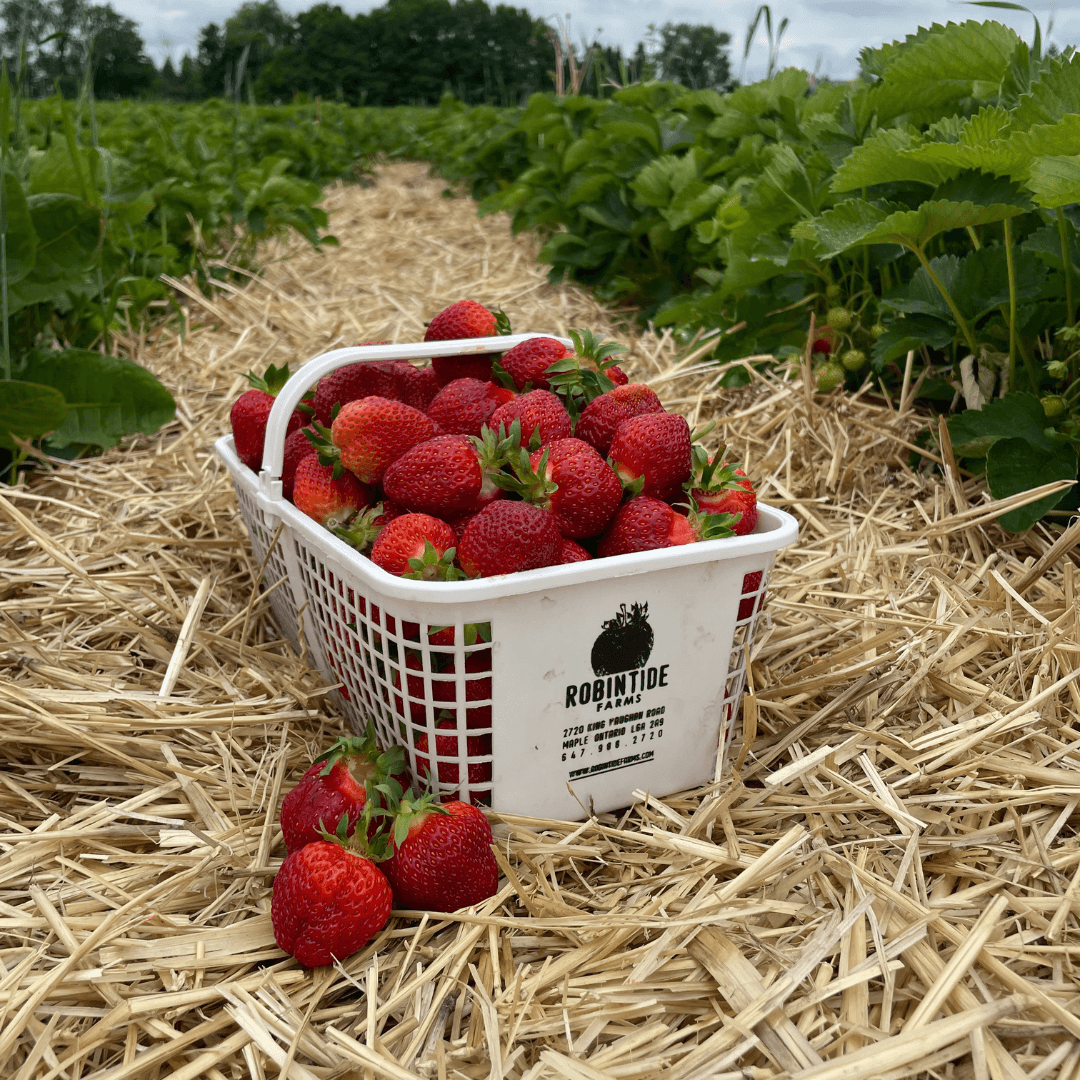 A white Robintide Farms basket heaped with ripe strawberries on the straw between rows of strawberry plants