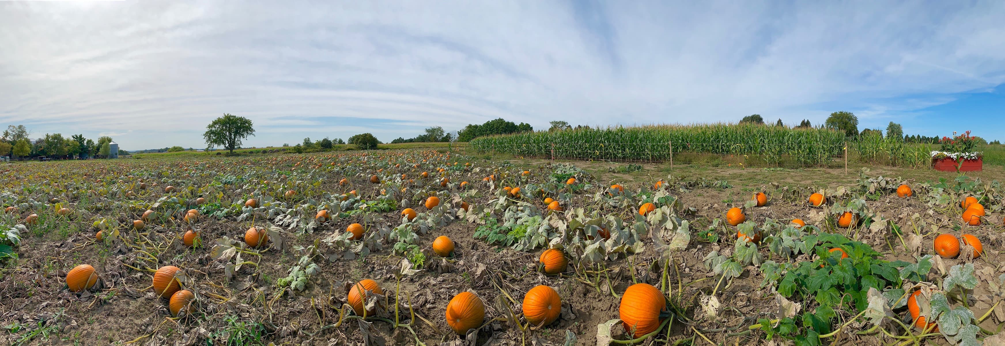 Orange pumpkins scattered among the vines of the pick-your-own patch, with a wall of tall corn behind under a wide sky