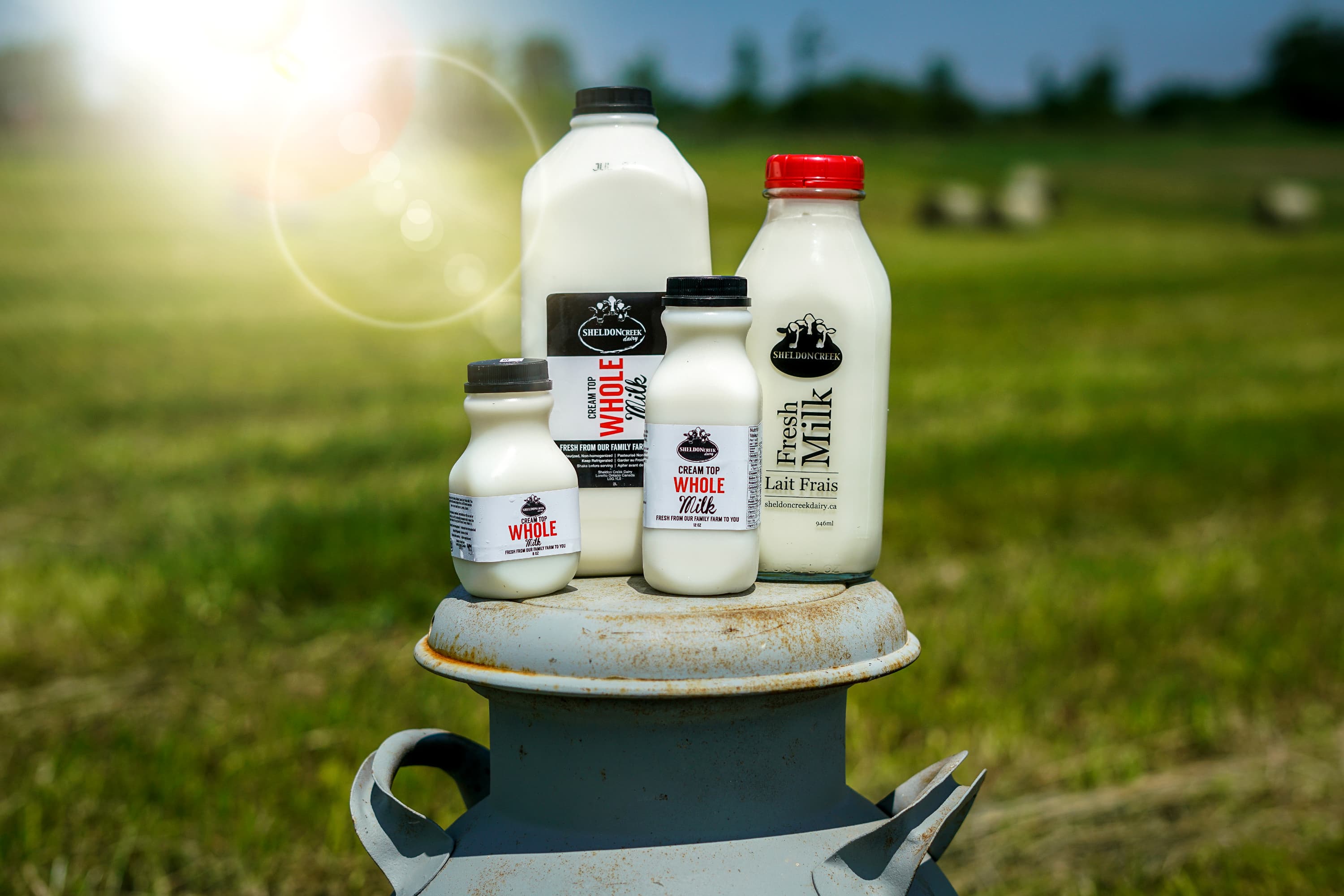 Sheldon Creek Dairy whole milk in glass and plastic bottles, set on an old milk can in a pasture