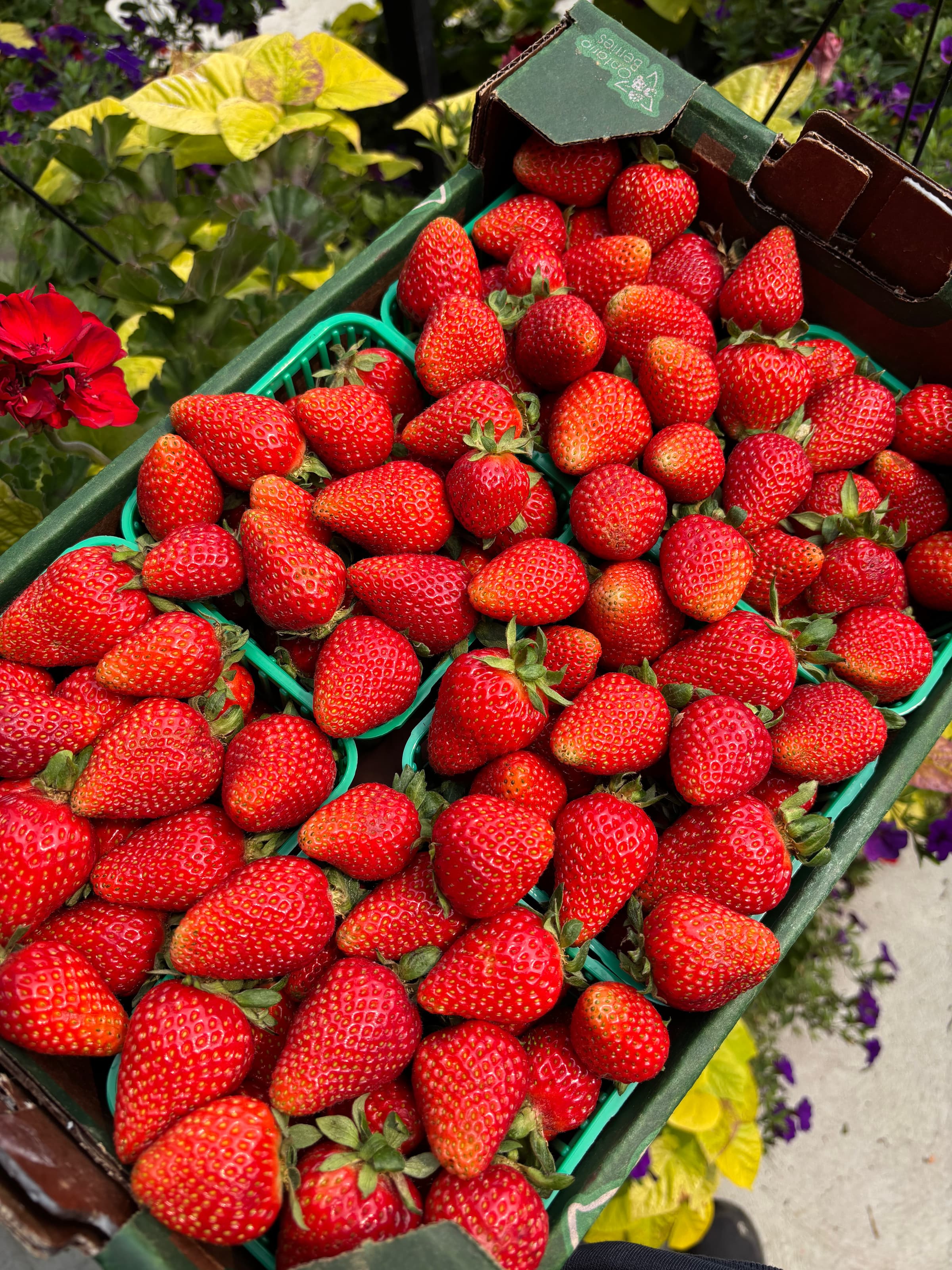 A flat of green pint baskets brimming with ripe red strawberries, with red geraniums and yellow foliage beside it