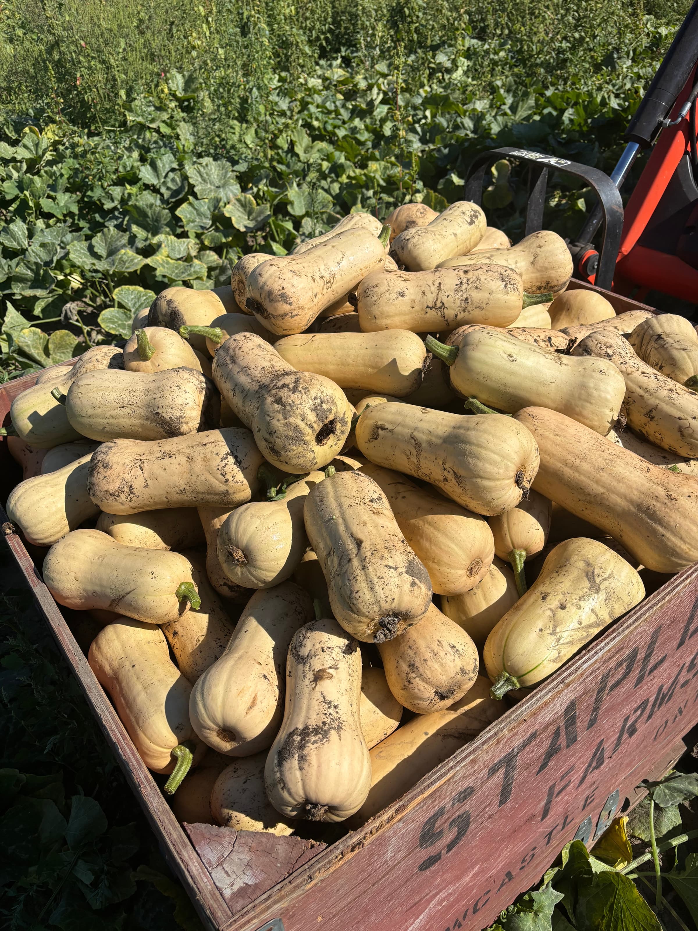 A wooden Stapleton Farms crate heaped with just-harvested butternut squash, still dusty with soil, in the squash field