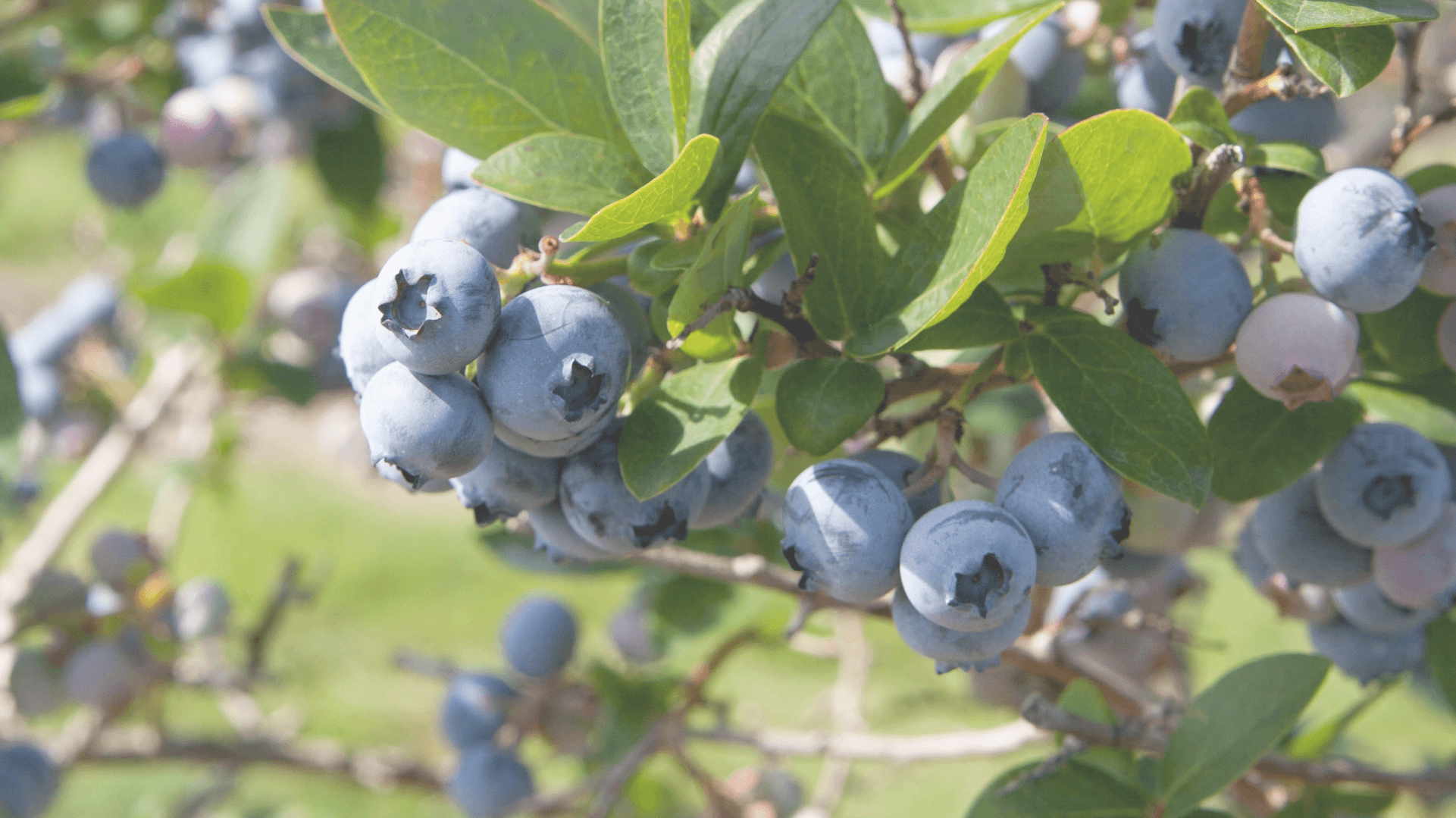 Clusters of ripe and ripening high-bush blueberries on a leafy branch, with more bushes soft in the background